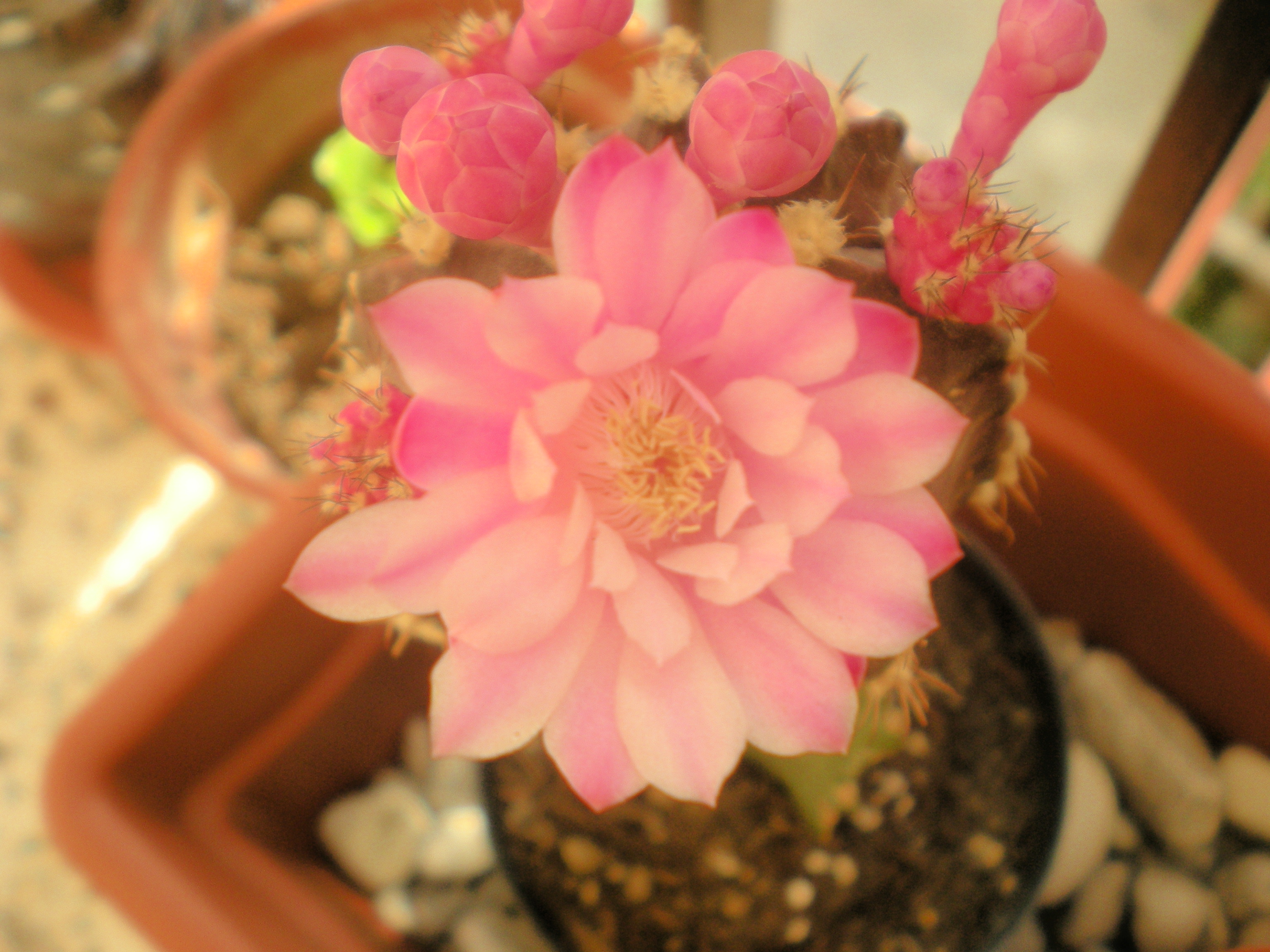 Gymnocalycium mihanovichii — reference photo