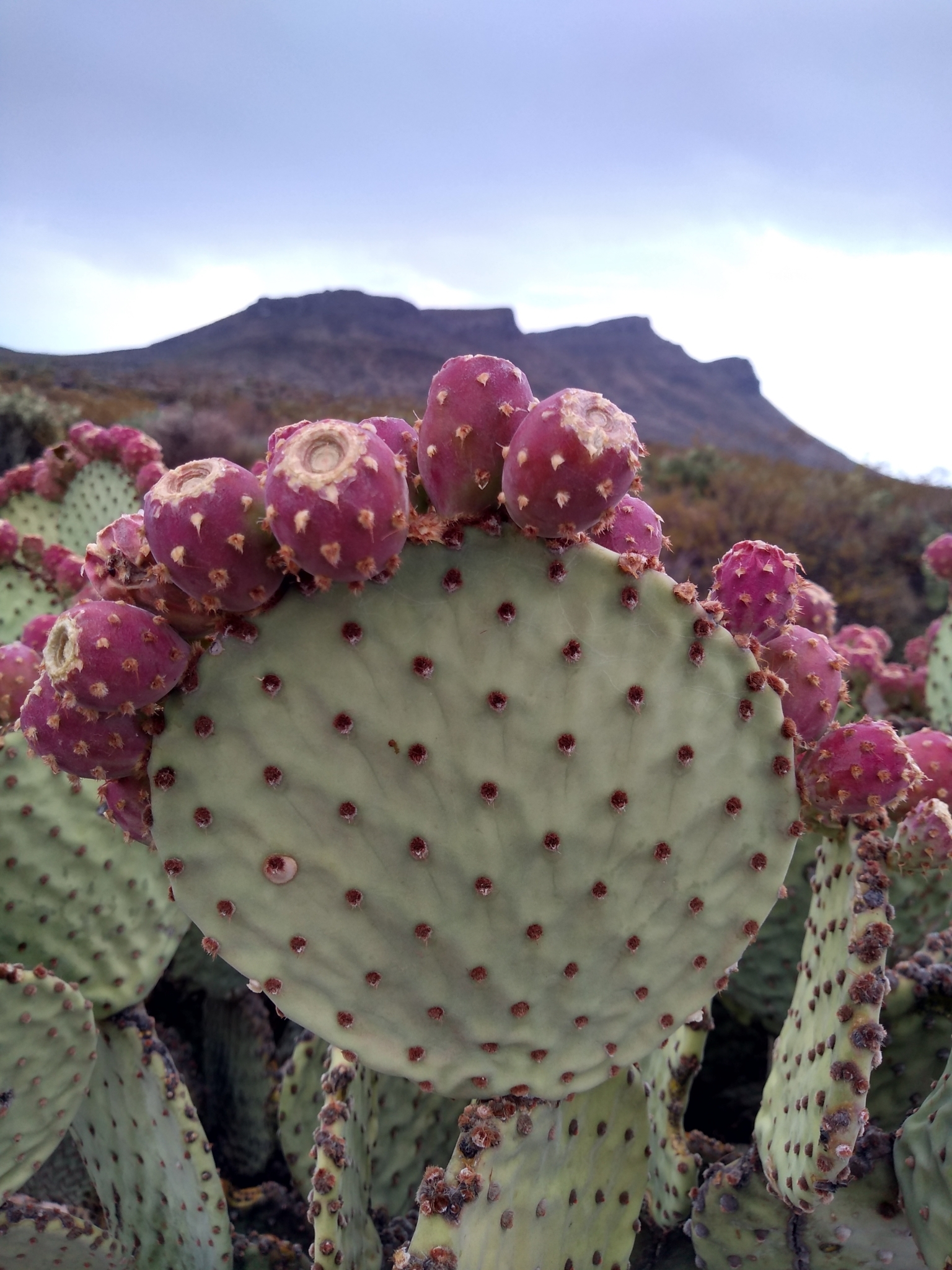 Opuntia microdasys — reference photo