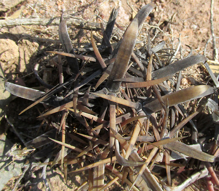 Ferocactus latispinus — reference photo