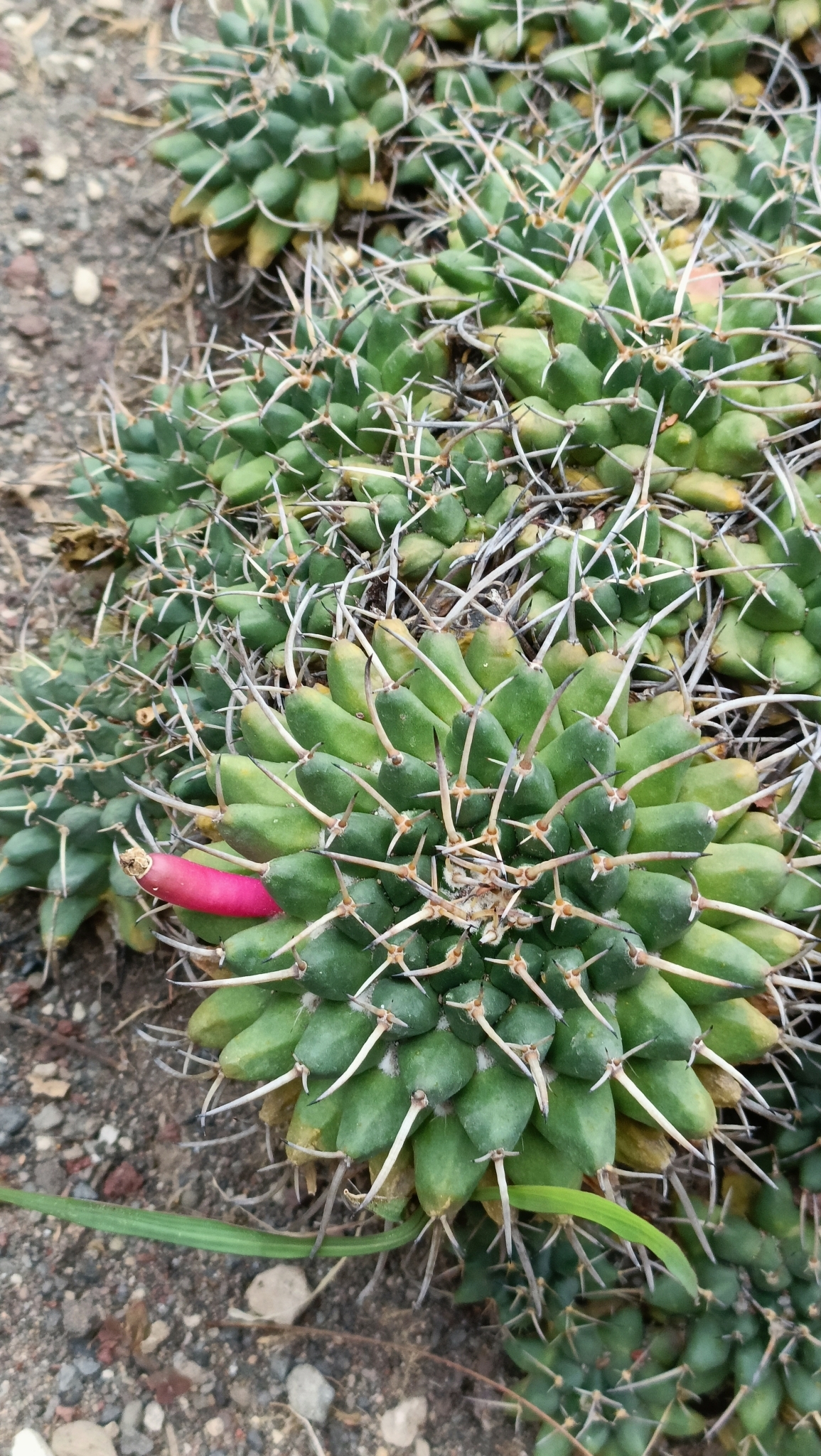 Mammillaria magnimamma — reference photo
