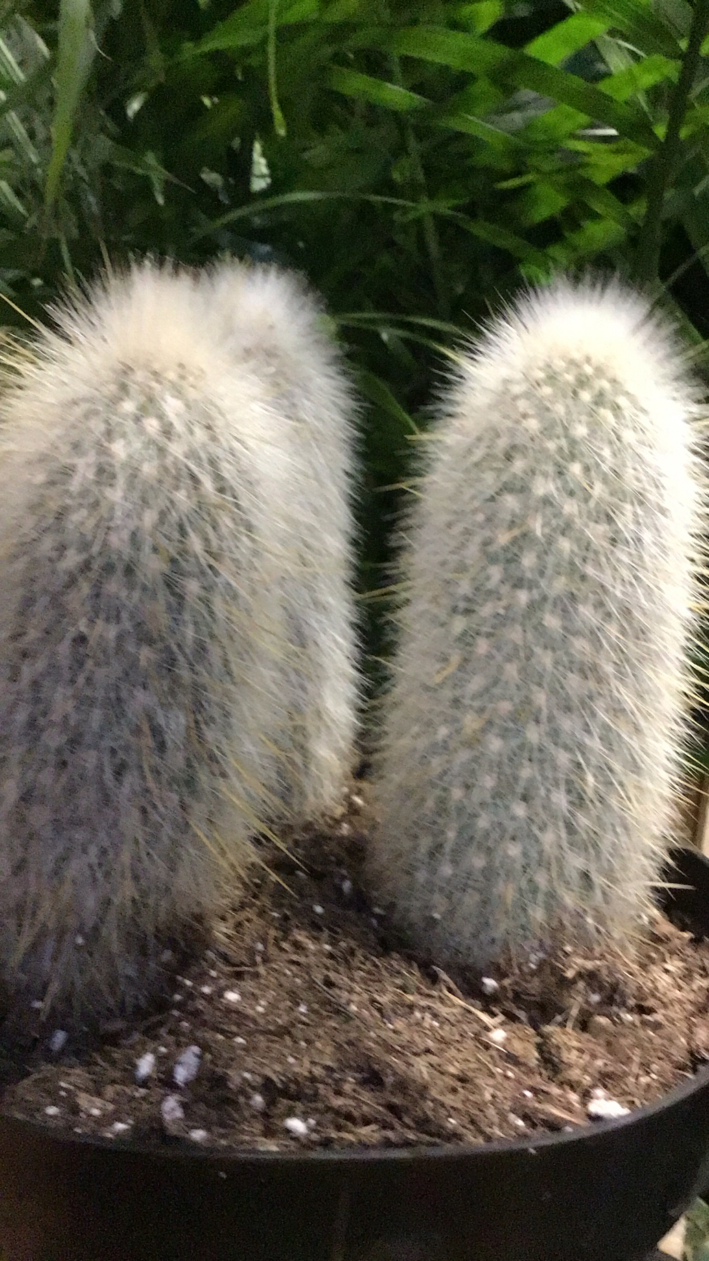 Cleistocactus strausii — reference photo