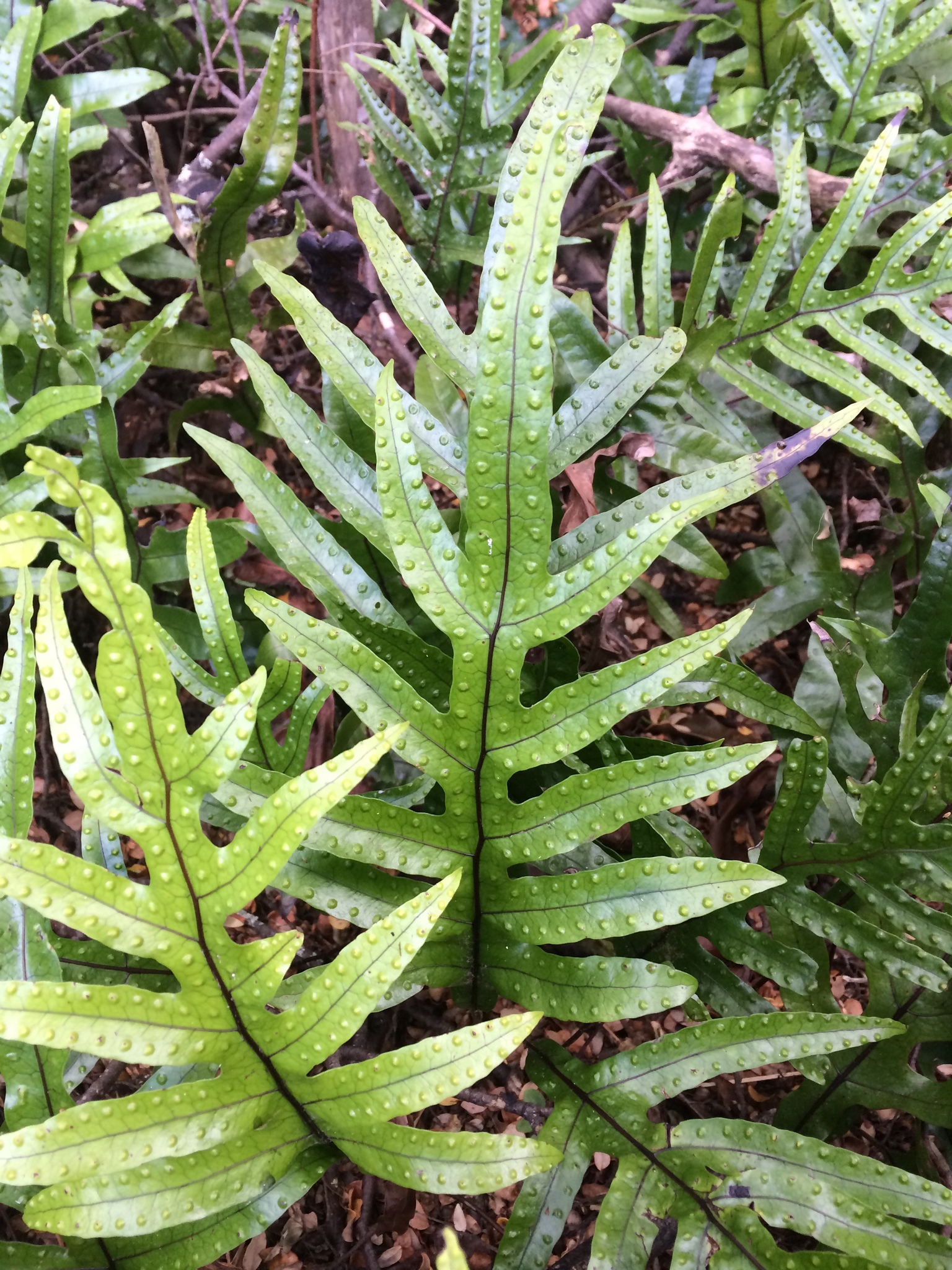 Microsorum pustulatum — reference photo