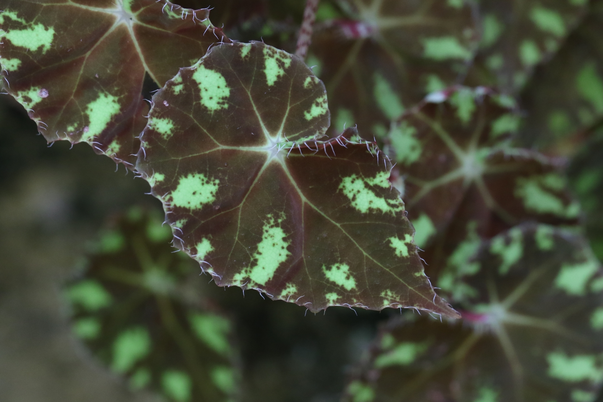 Begonia bowerae — reference photo