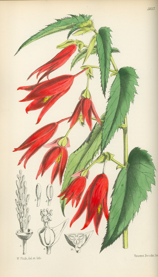 Begonia boliviensis — reference photo
