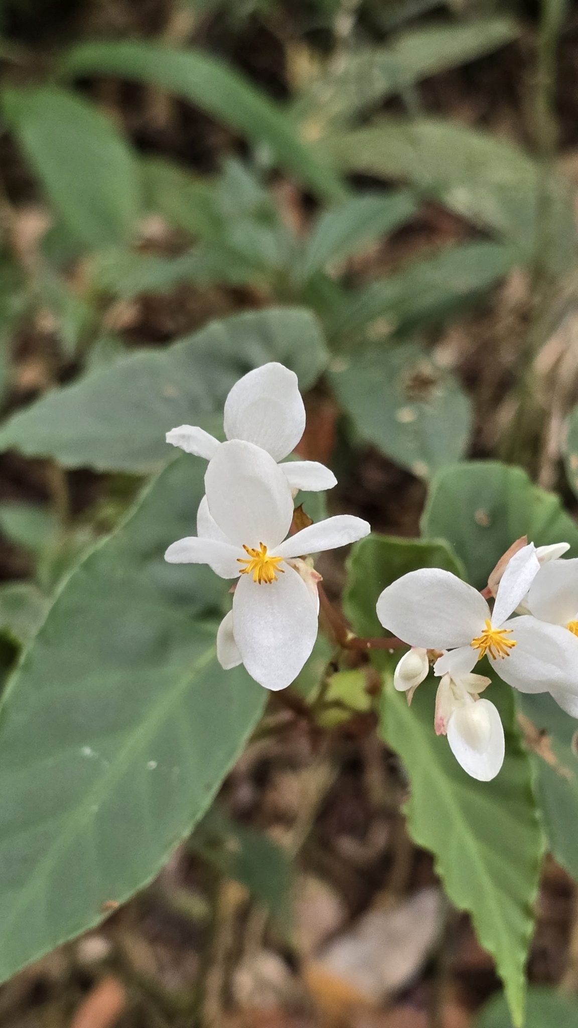 Begonia maculata — reference photo
