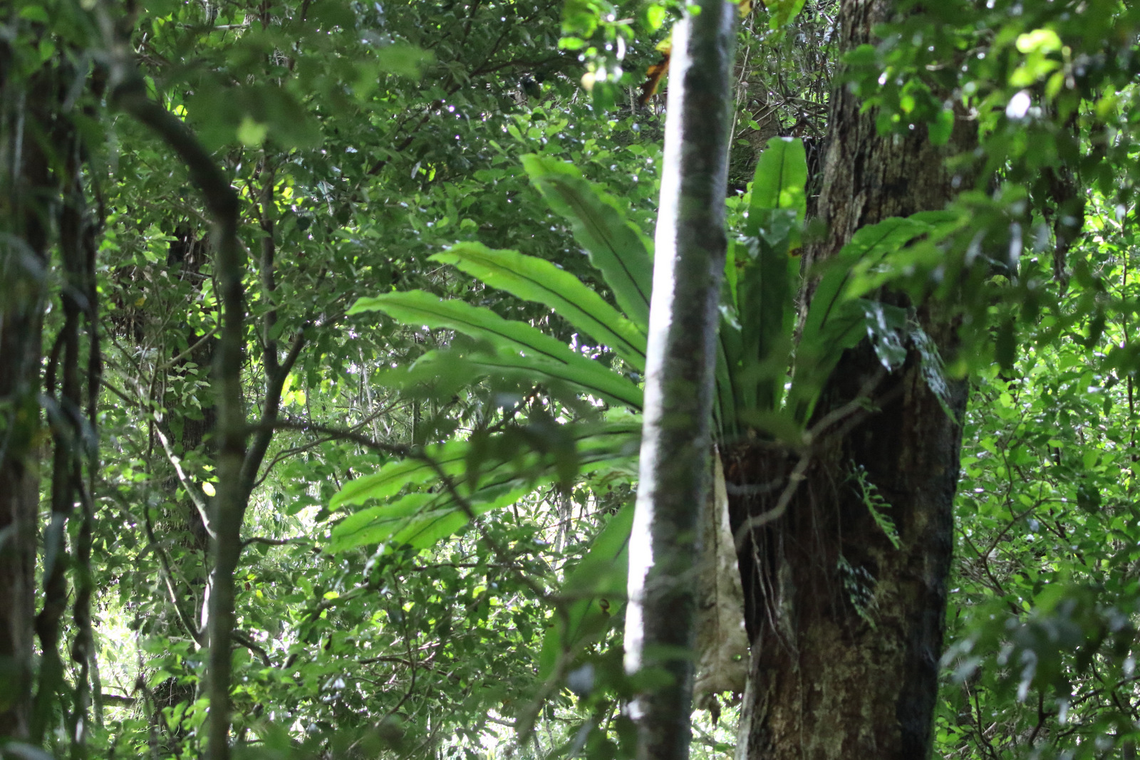 Asplenium australasicum — reference photo