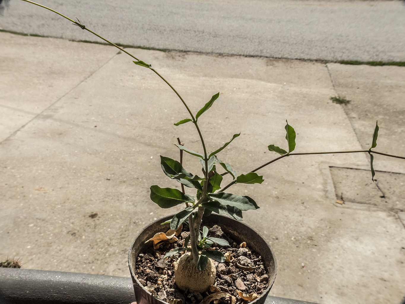 Fockea edulis — reference photo