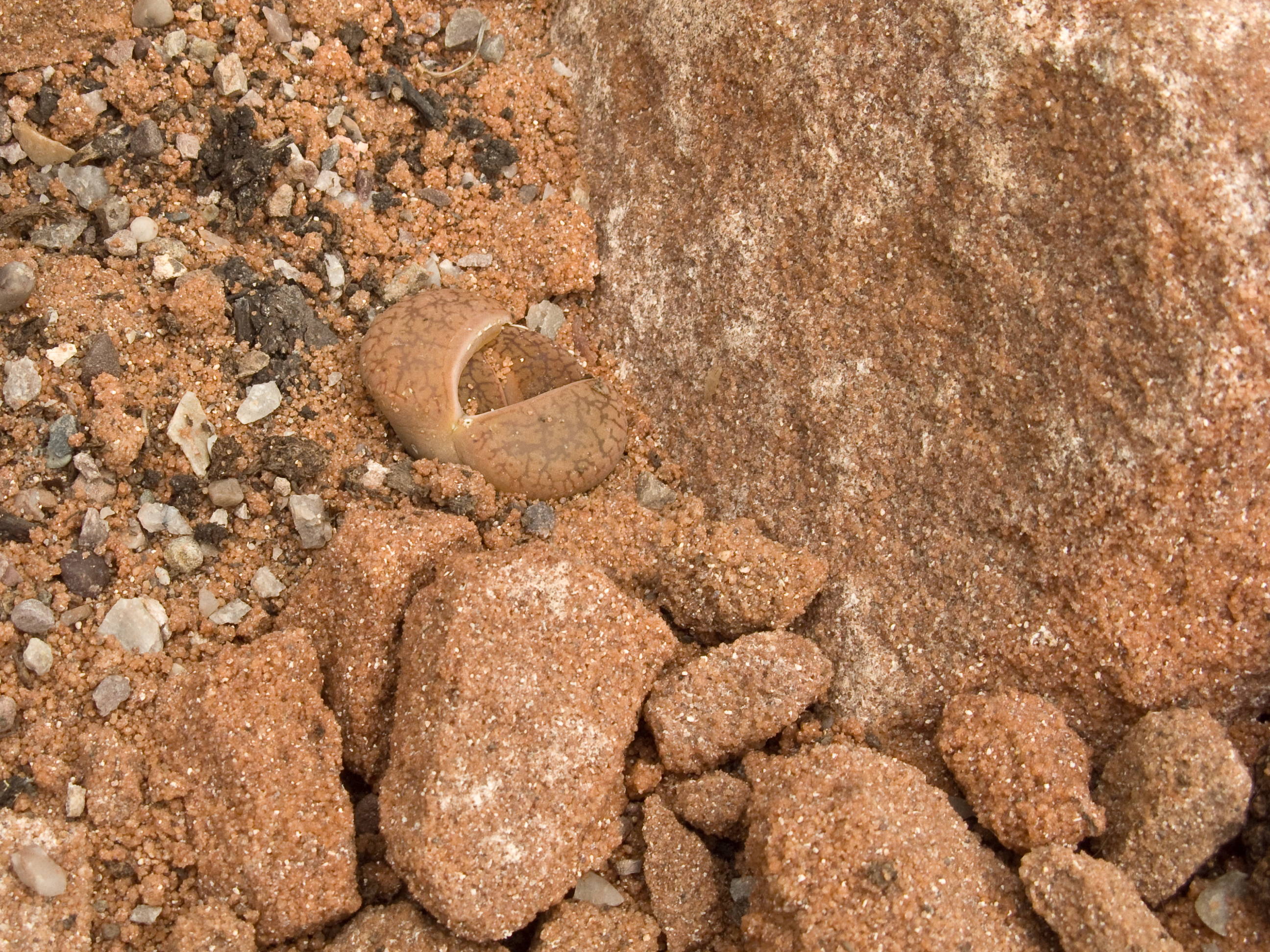 Lithops aucampiae — reference photo