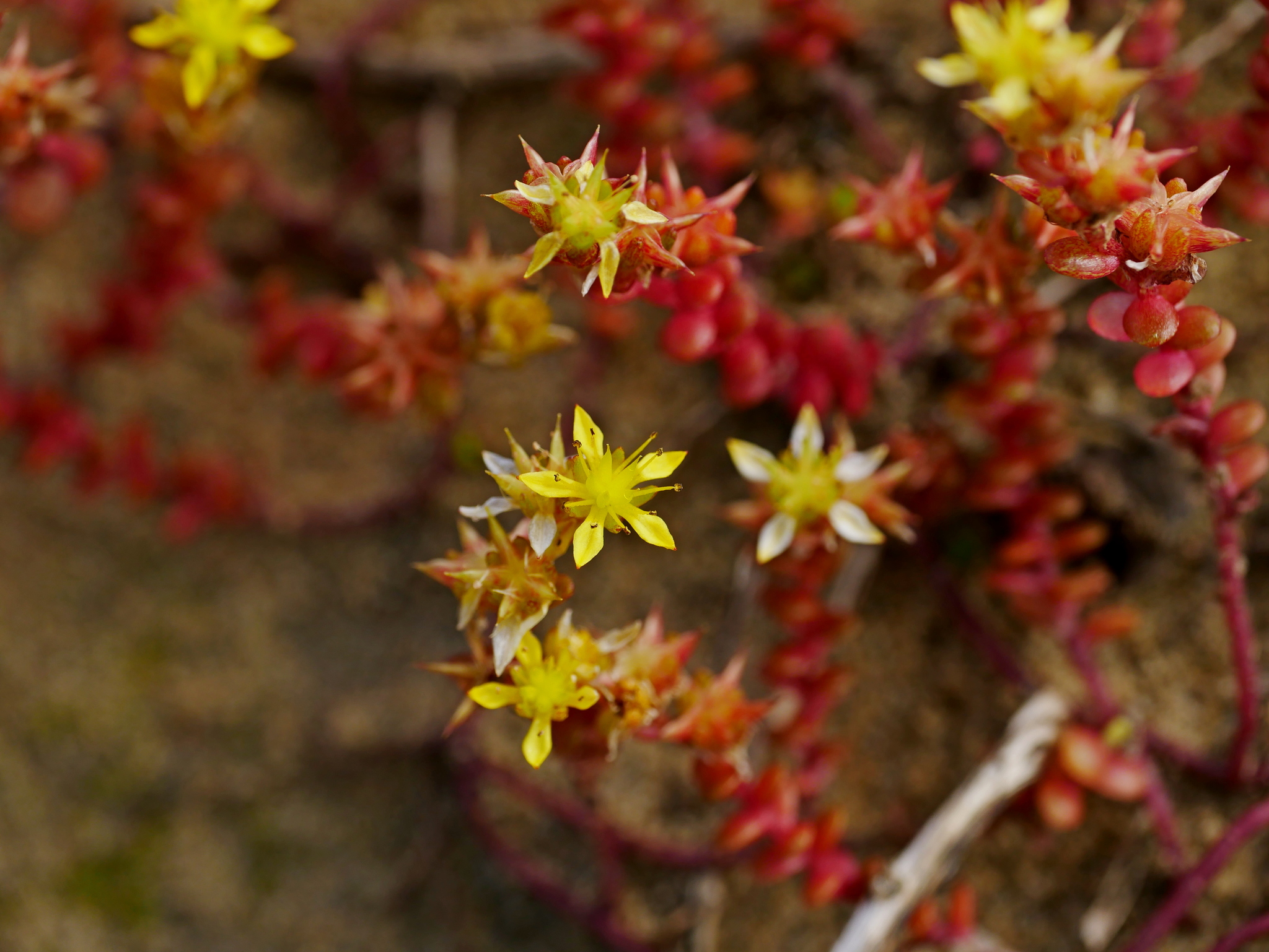 Sedum japonicum — reference photo
