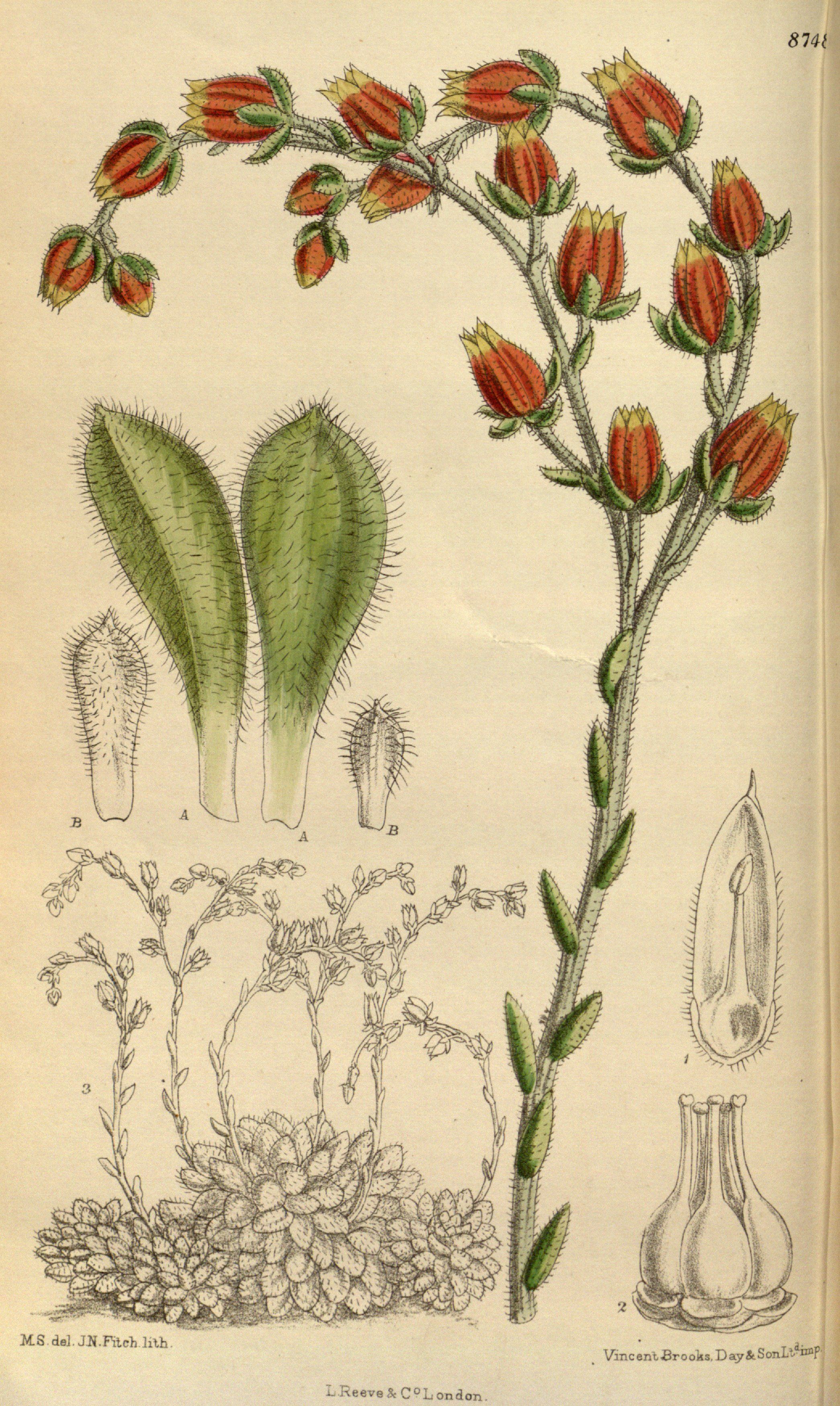 Echeveria setosa — reference photo