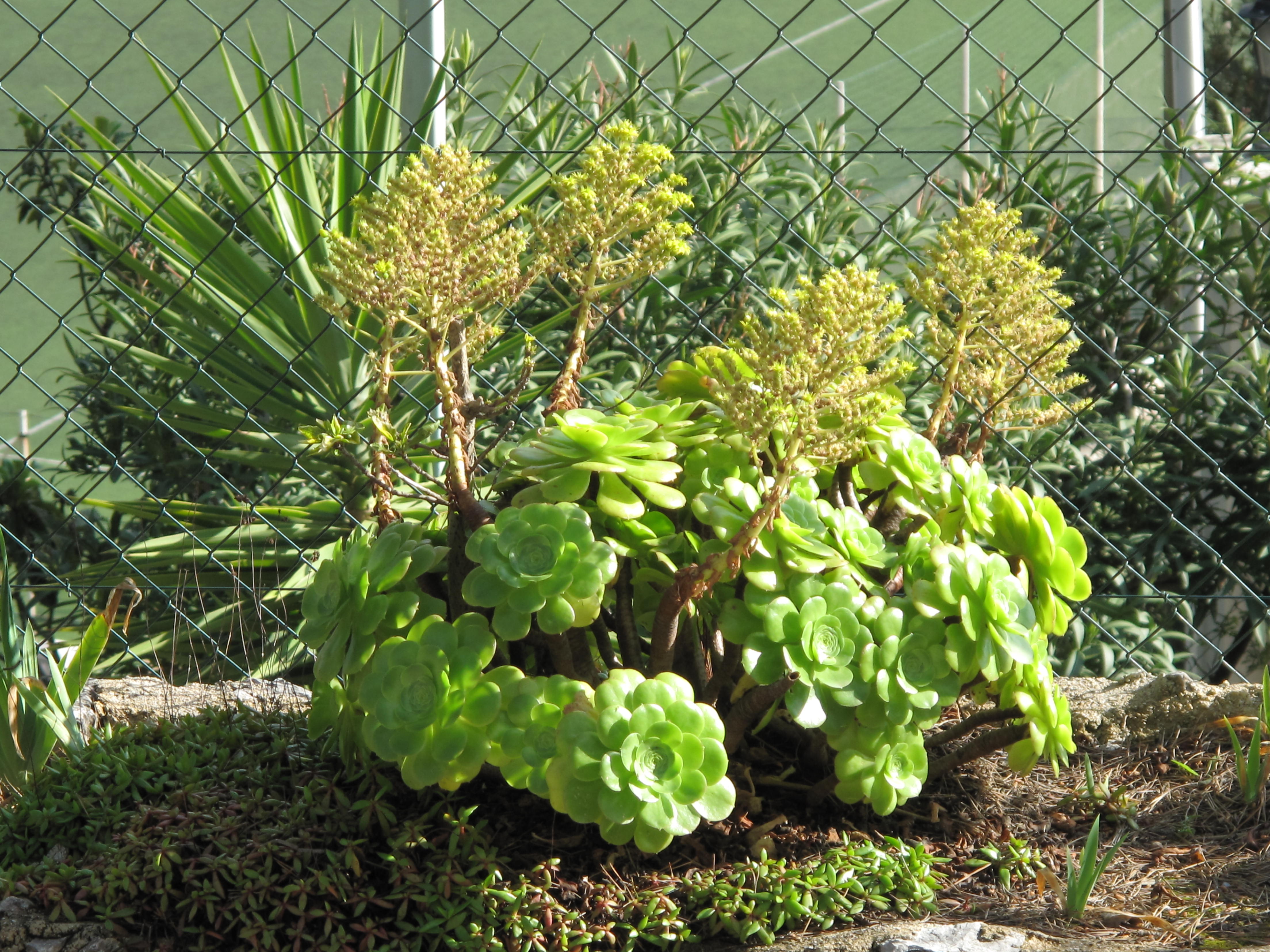 Aeonium canariense — reference photo