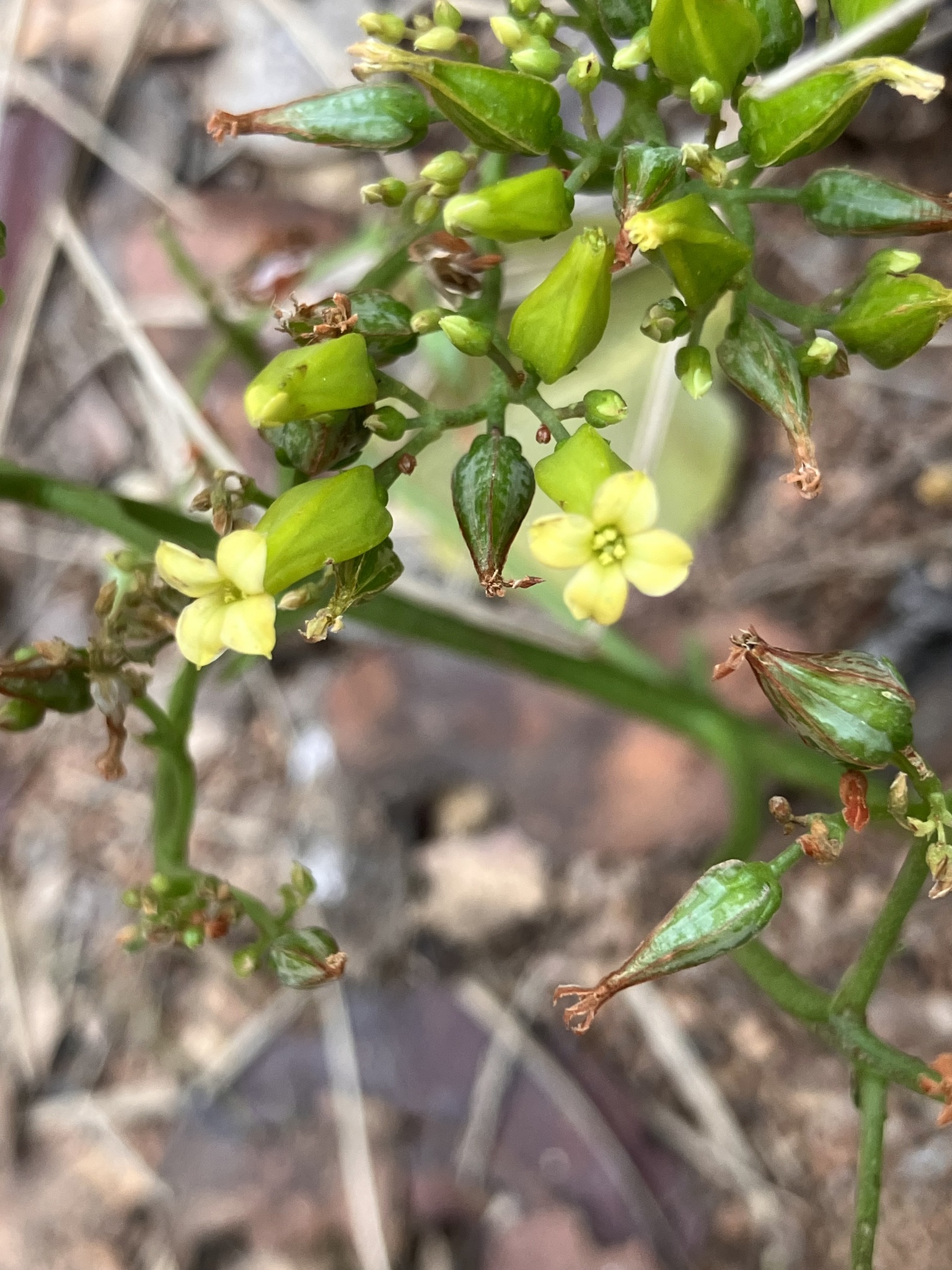 Kalanchoe sexangularis — reference photo