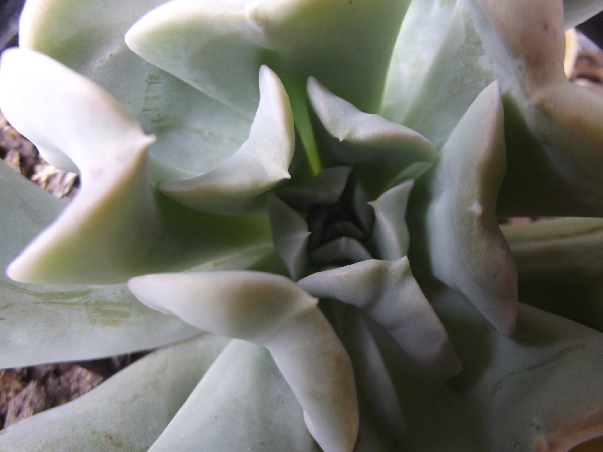 Echeveria runyonii — reference photo