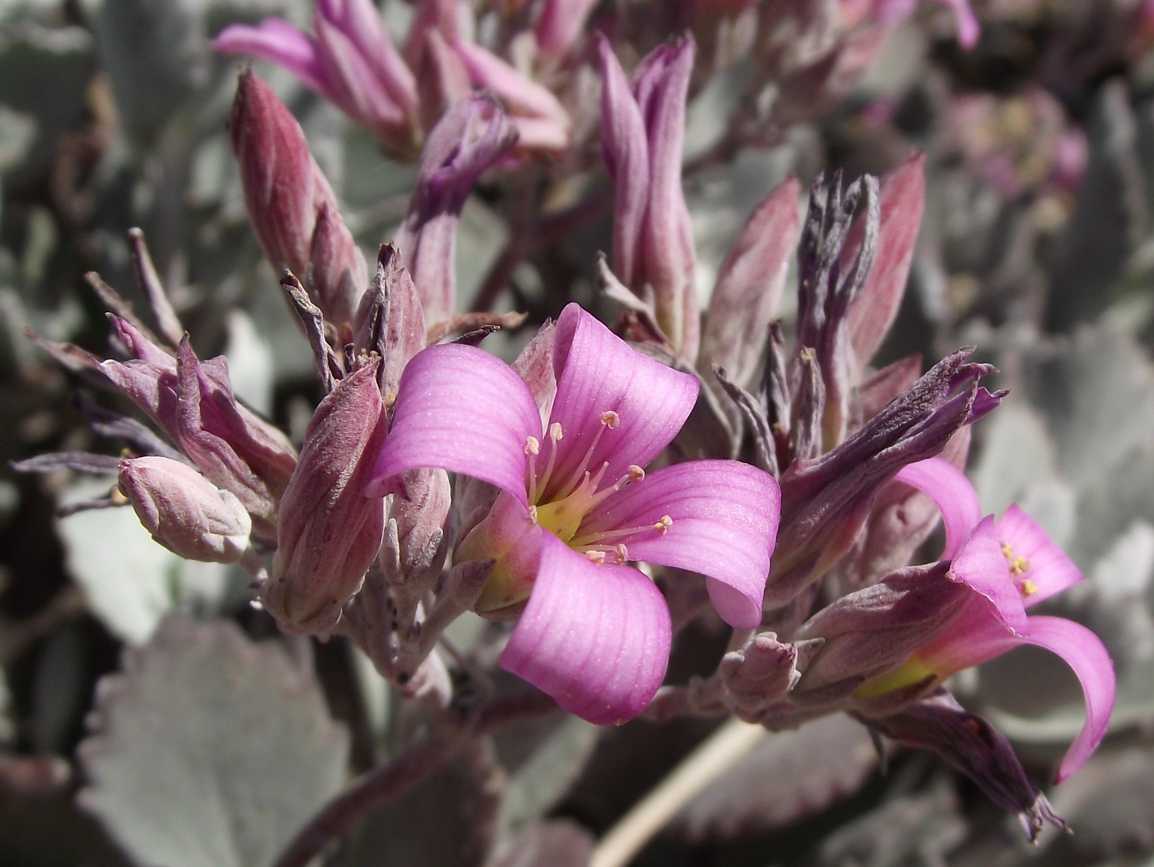 Kalanchoe pumila — reference photo