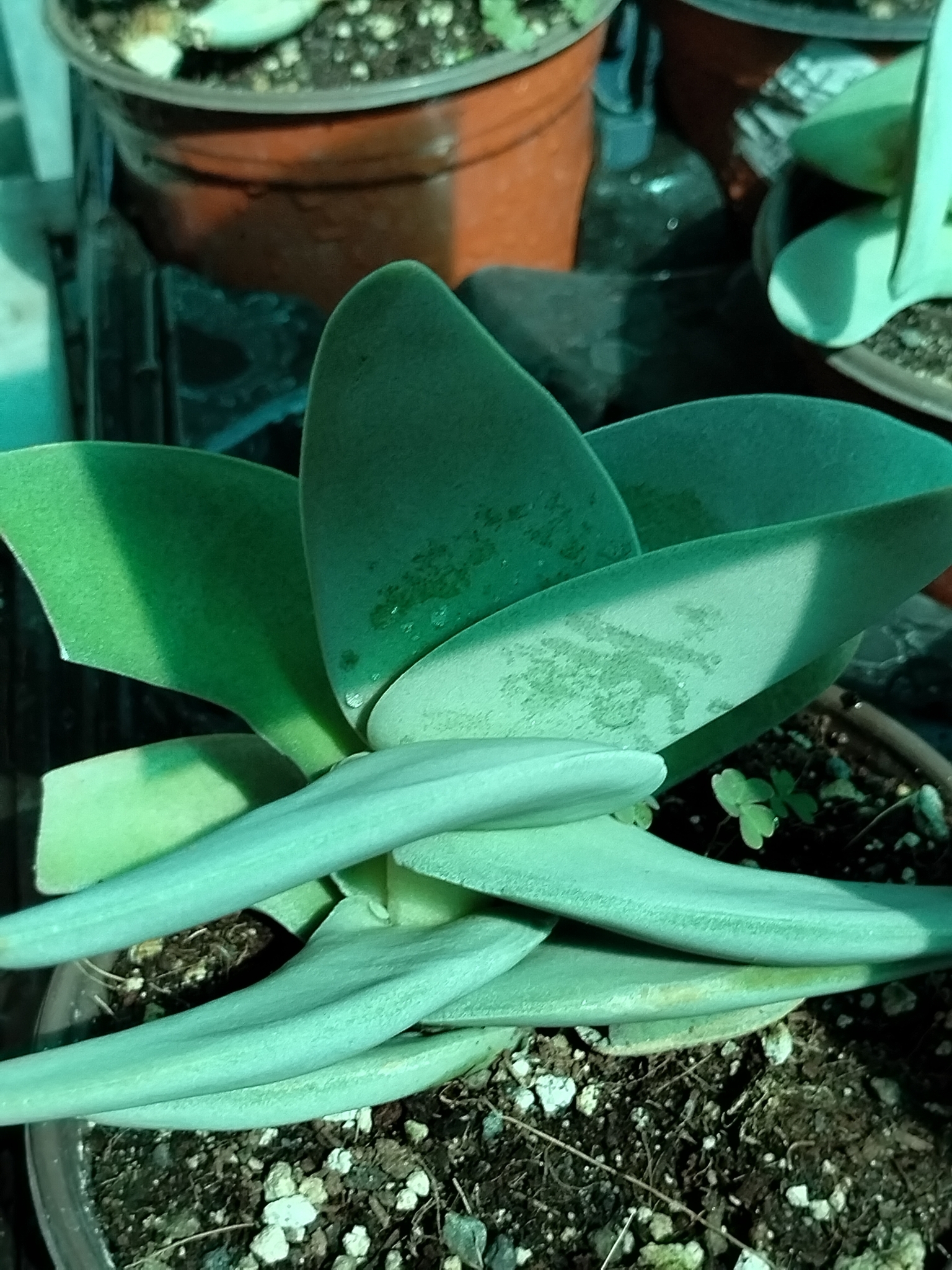 Kalanchoe luciae — reference photo