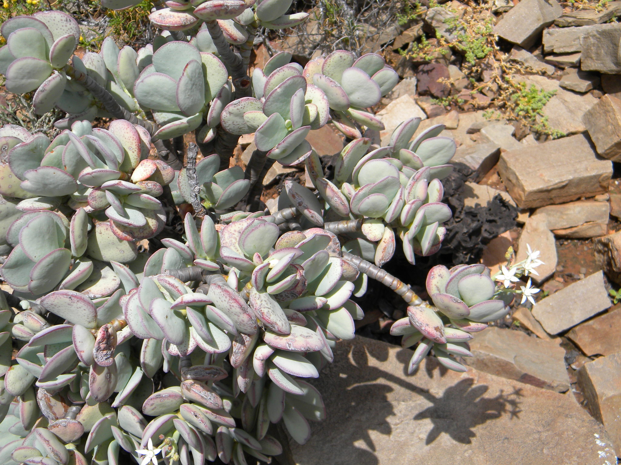 Crassula arborescens — reference photo