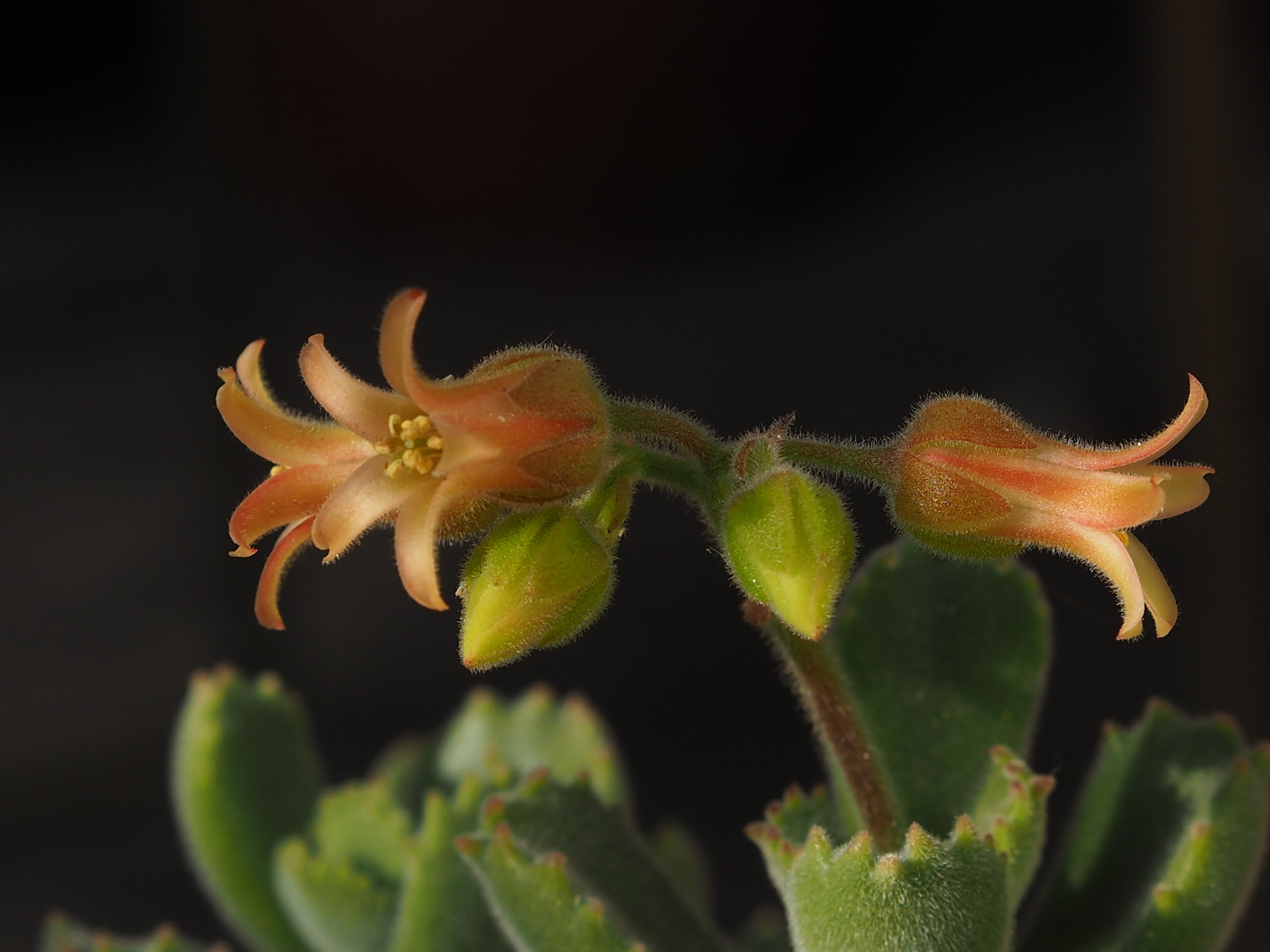 Cotyledon tomentosa — reference photo