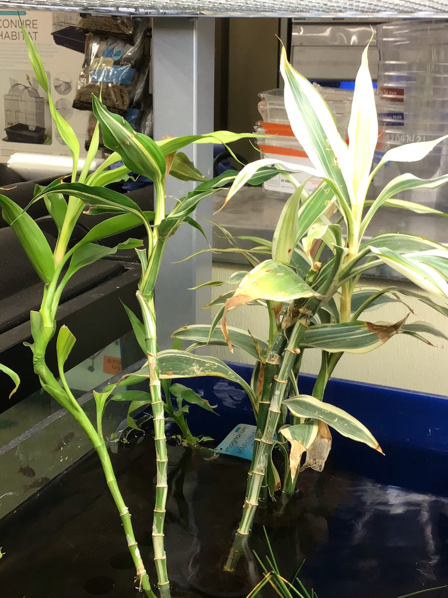 Dracaena sanderiana — reference photo