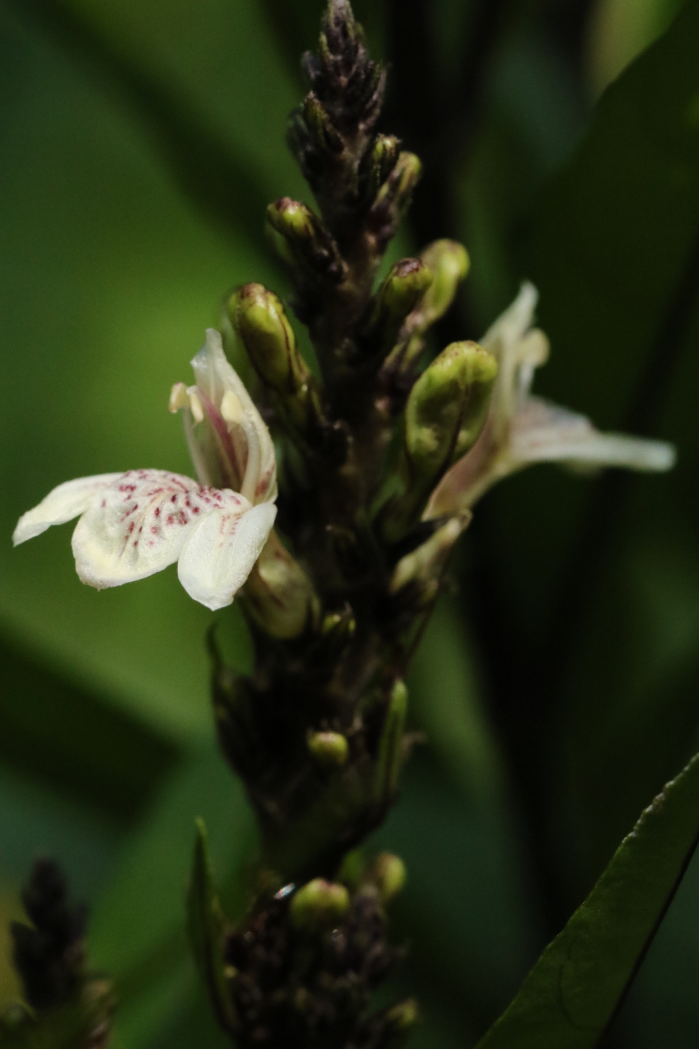 Justicia gendarussa — reference photo