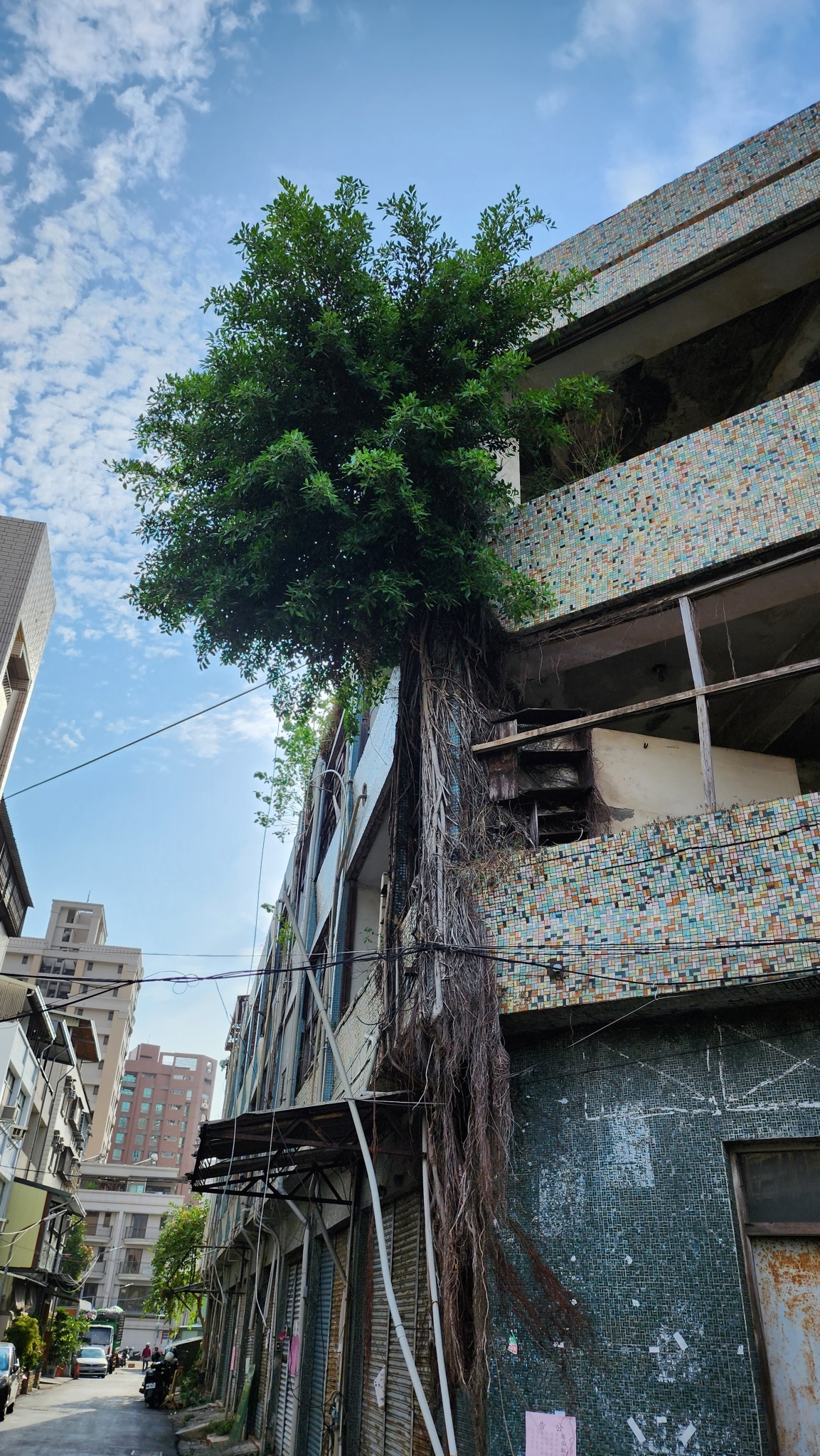 Ficus microcarpa — reference photo