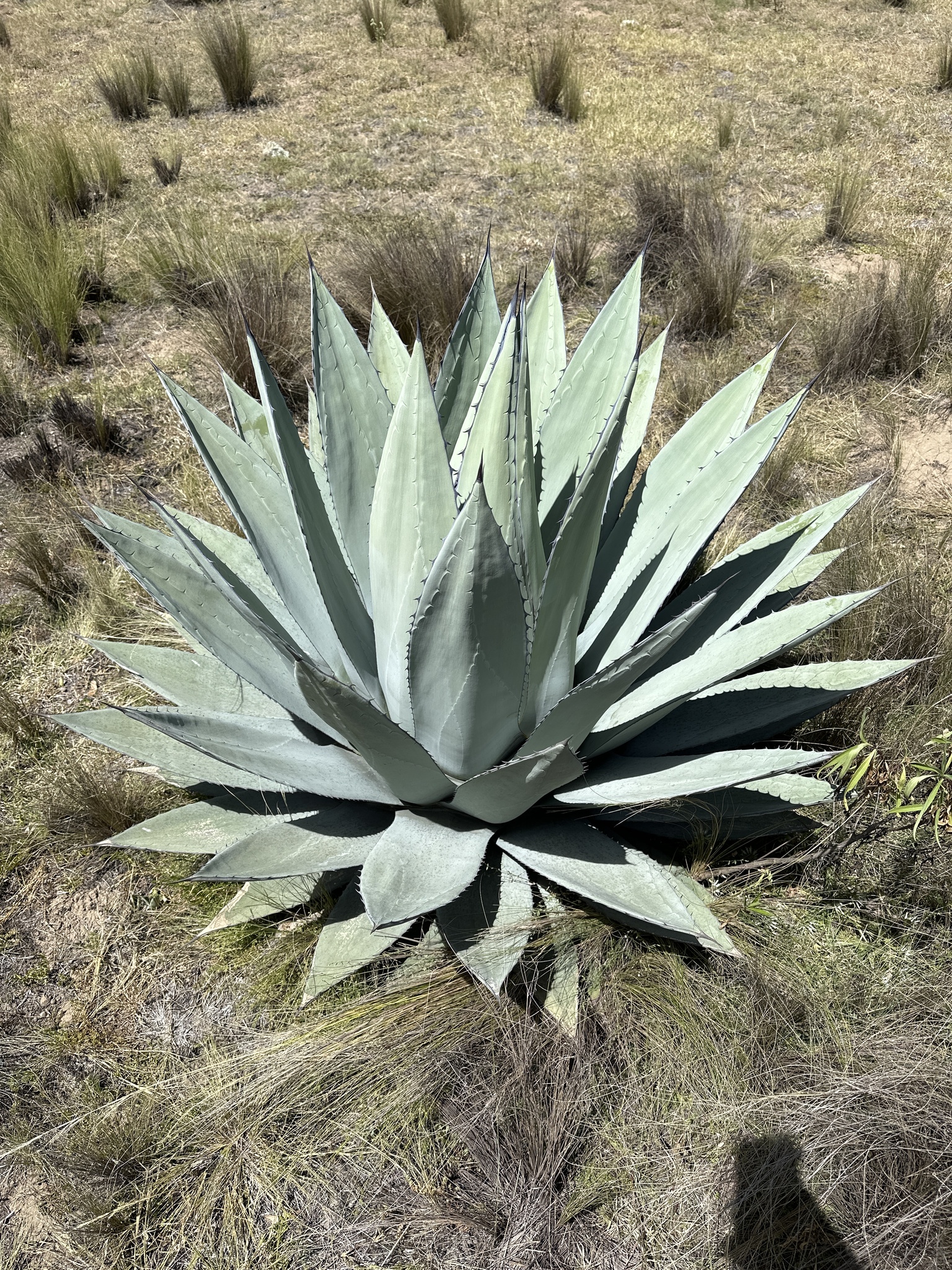Agave applanata — reference photo