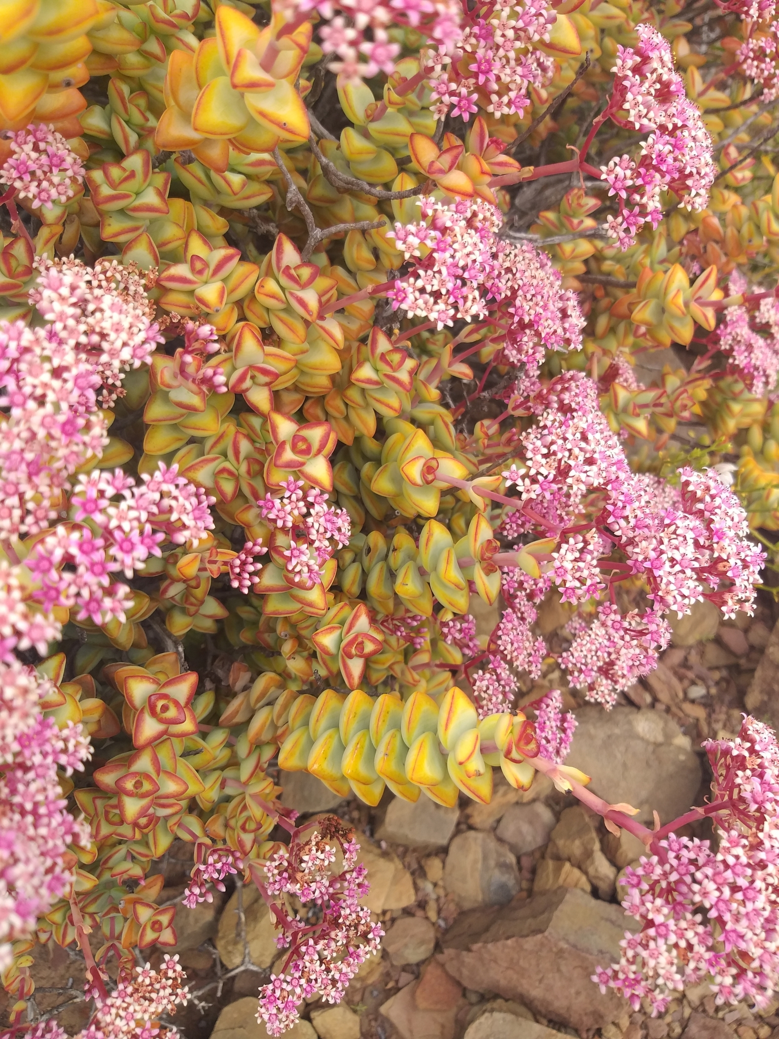 Crassula rupestris — reference photo