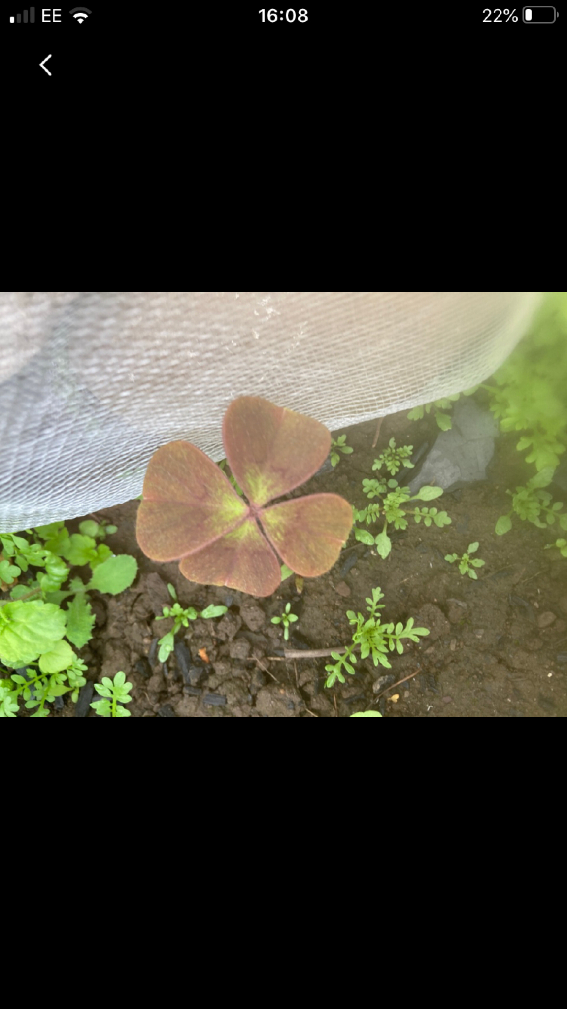 Oxalis tetraphylla — reference photo