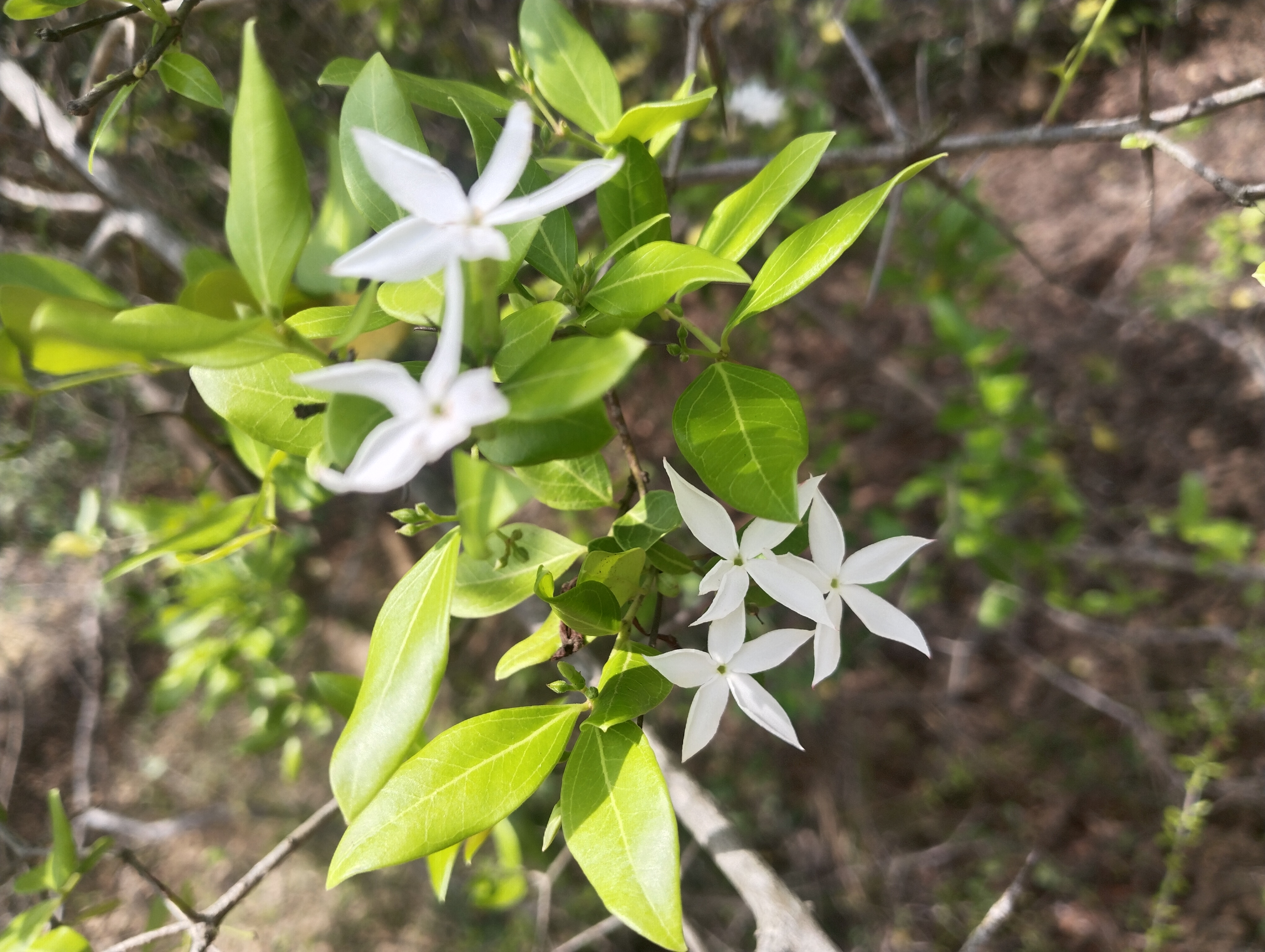 Jasminum sambac — reference photo