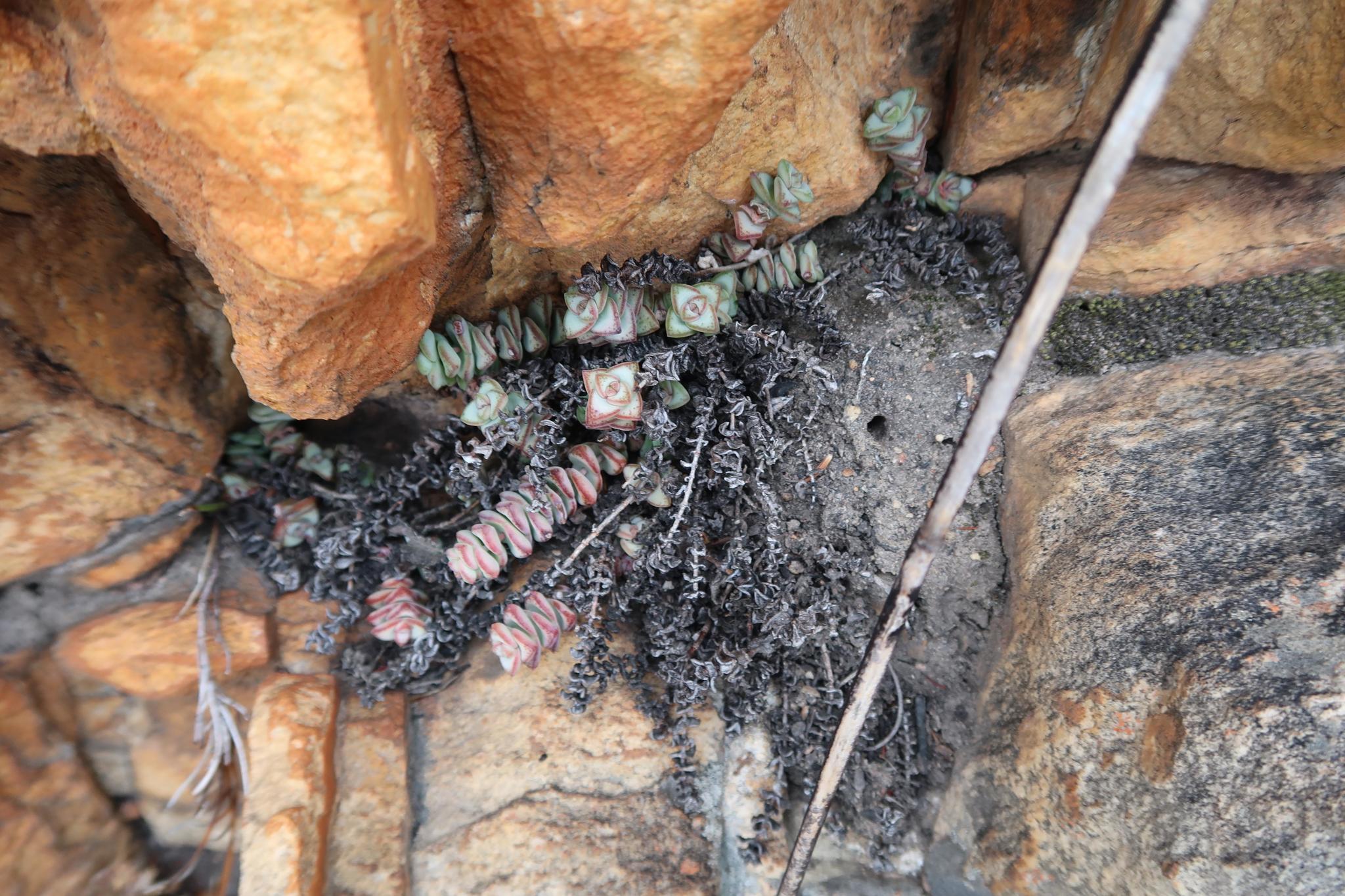 Crassula perforata — reference photo