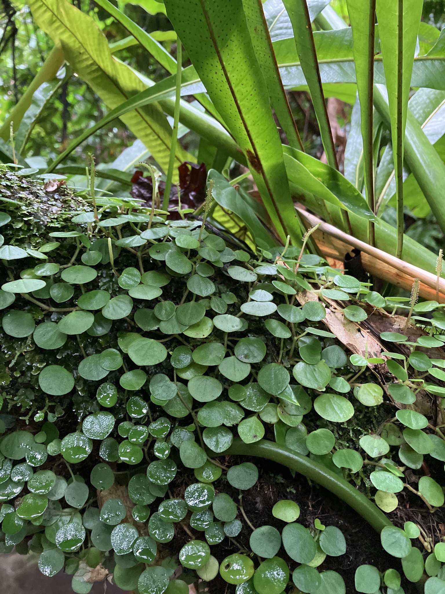 Peperomia serpens — reference photo
