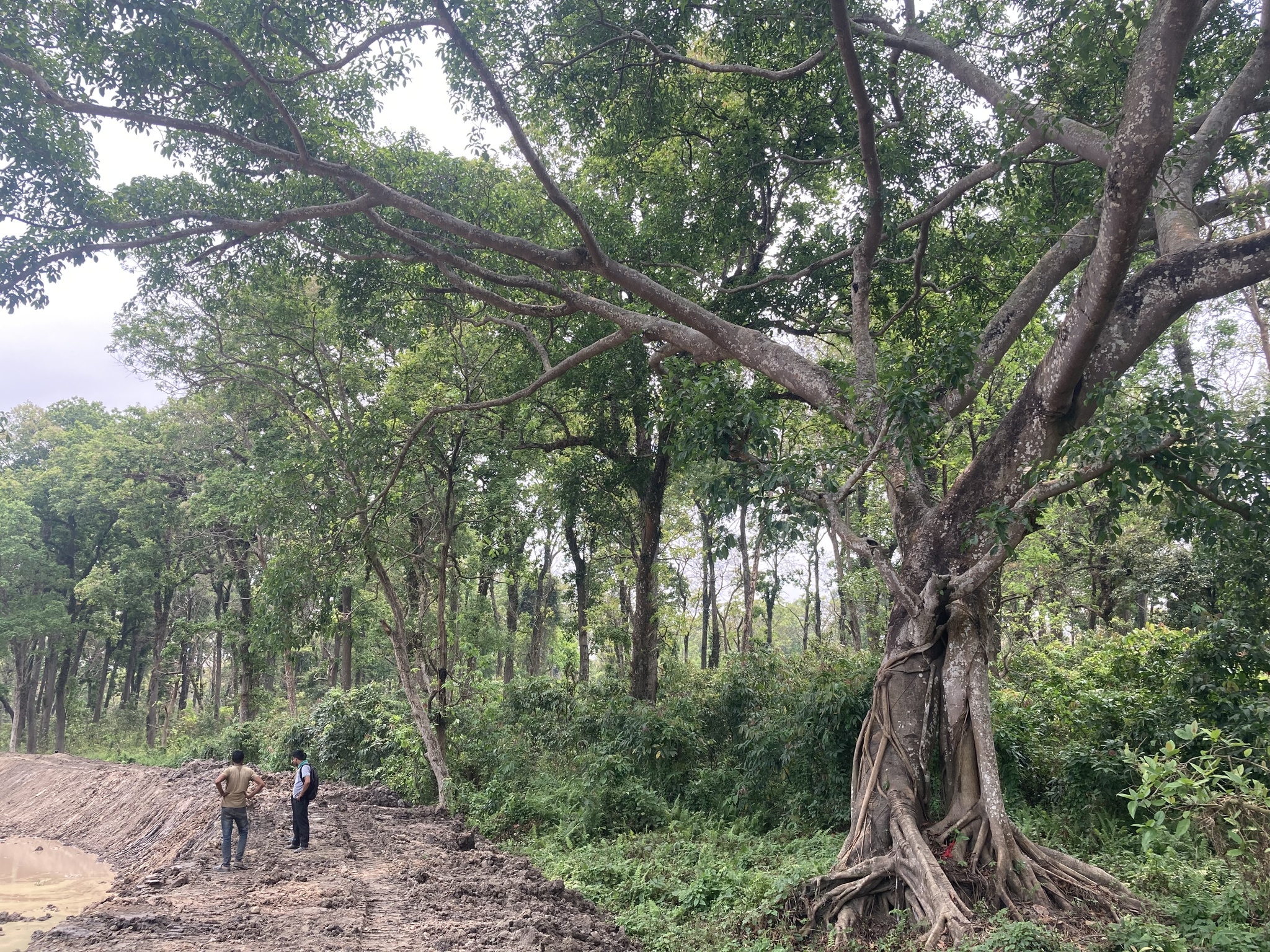 Ficus elastica — reference photo