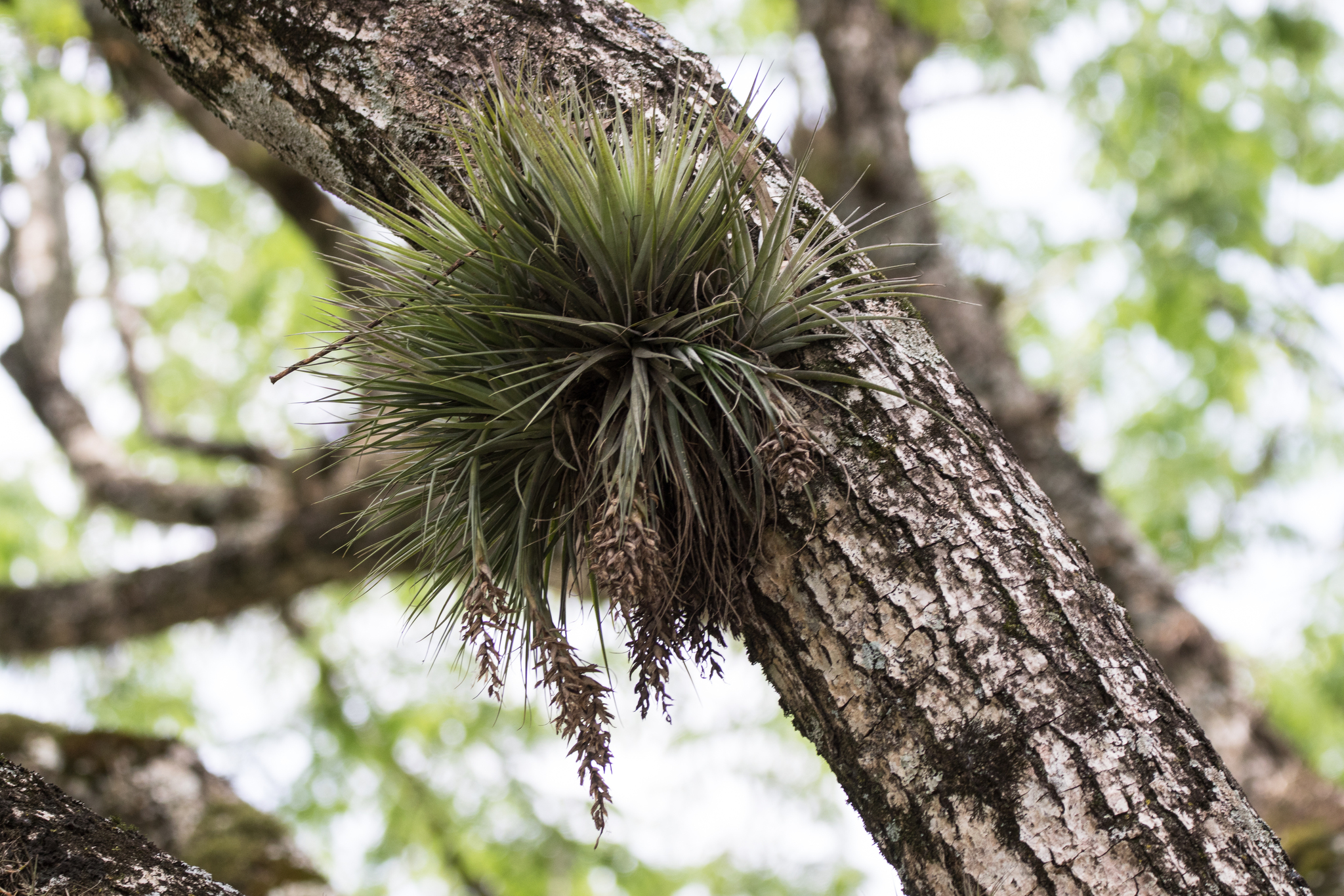 Tillandsia aeranthos — reference photo