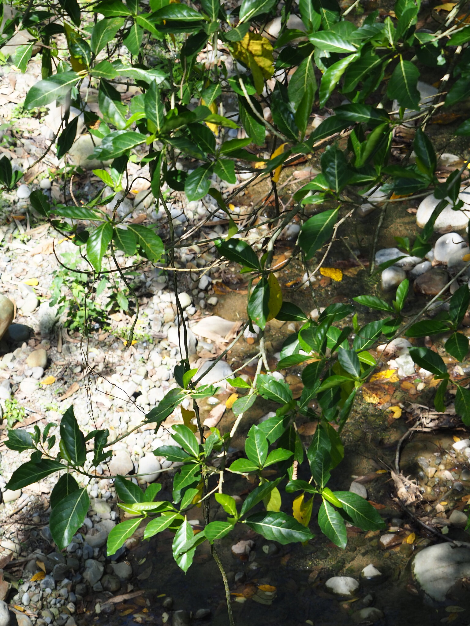 Ficus septica — reference photo