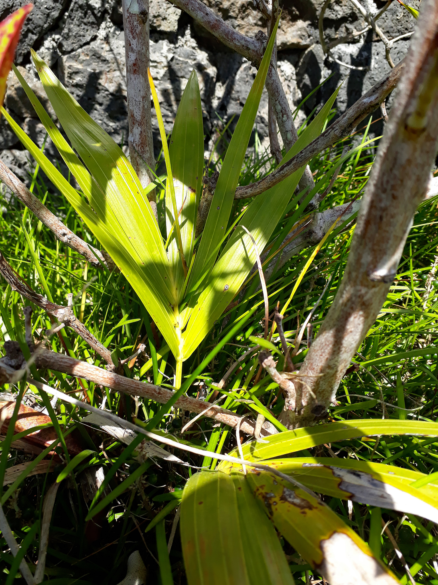 Howea forsteriana — reference photo