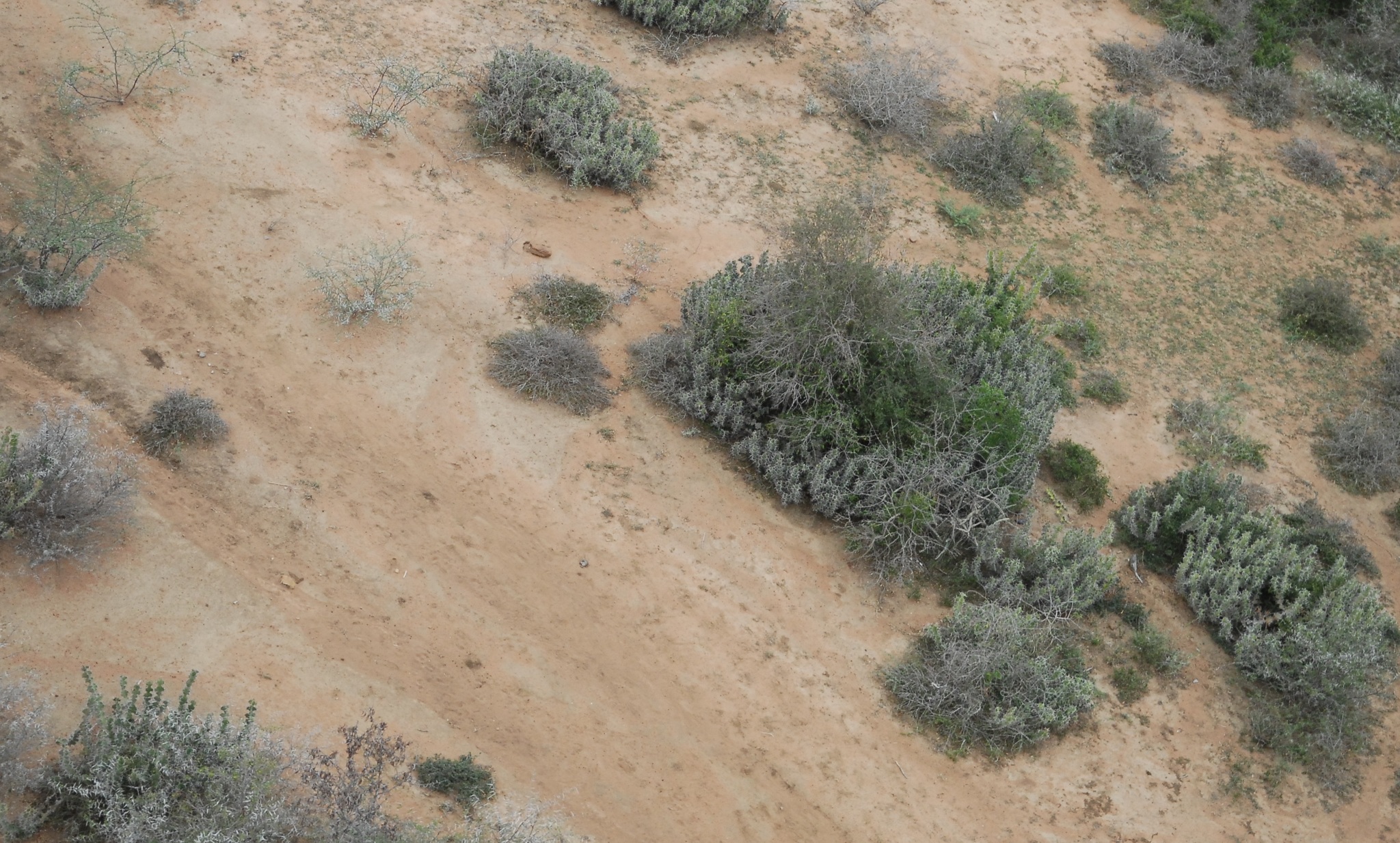 Euphorbia grandicornis — reference photo