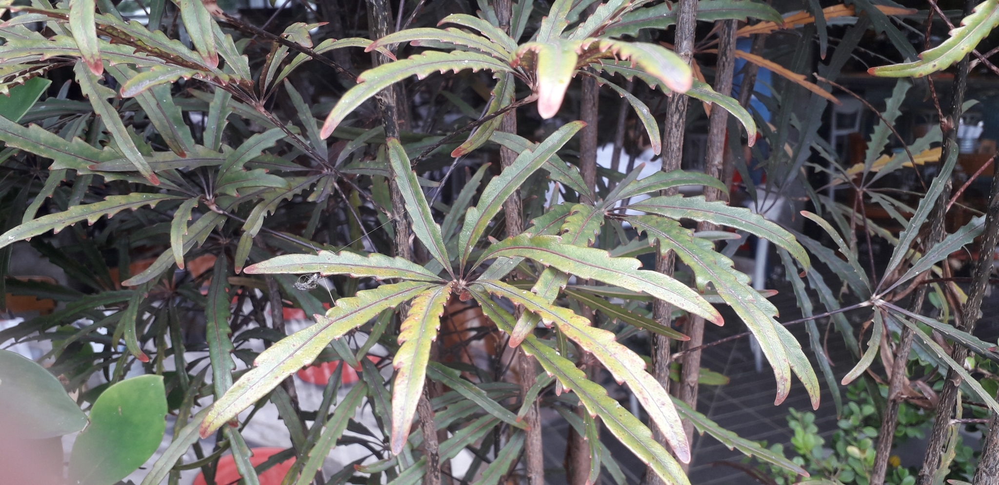 Plerandra elegantissima — reference photo