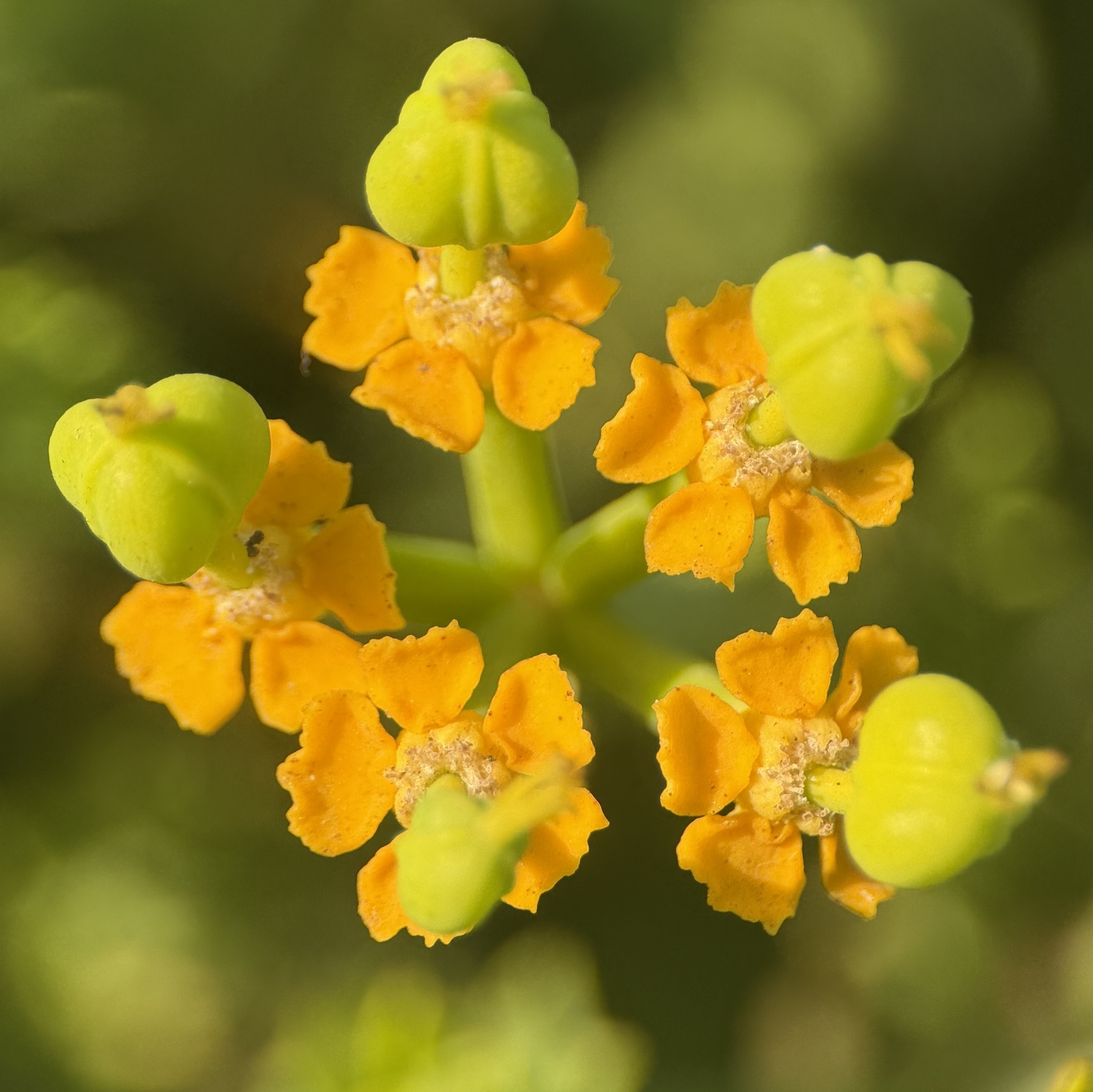 Euphorbia mauritanica — reference photo