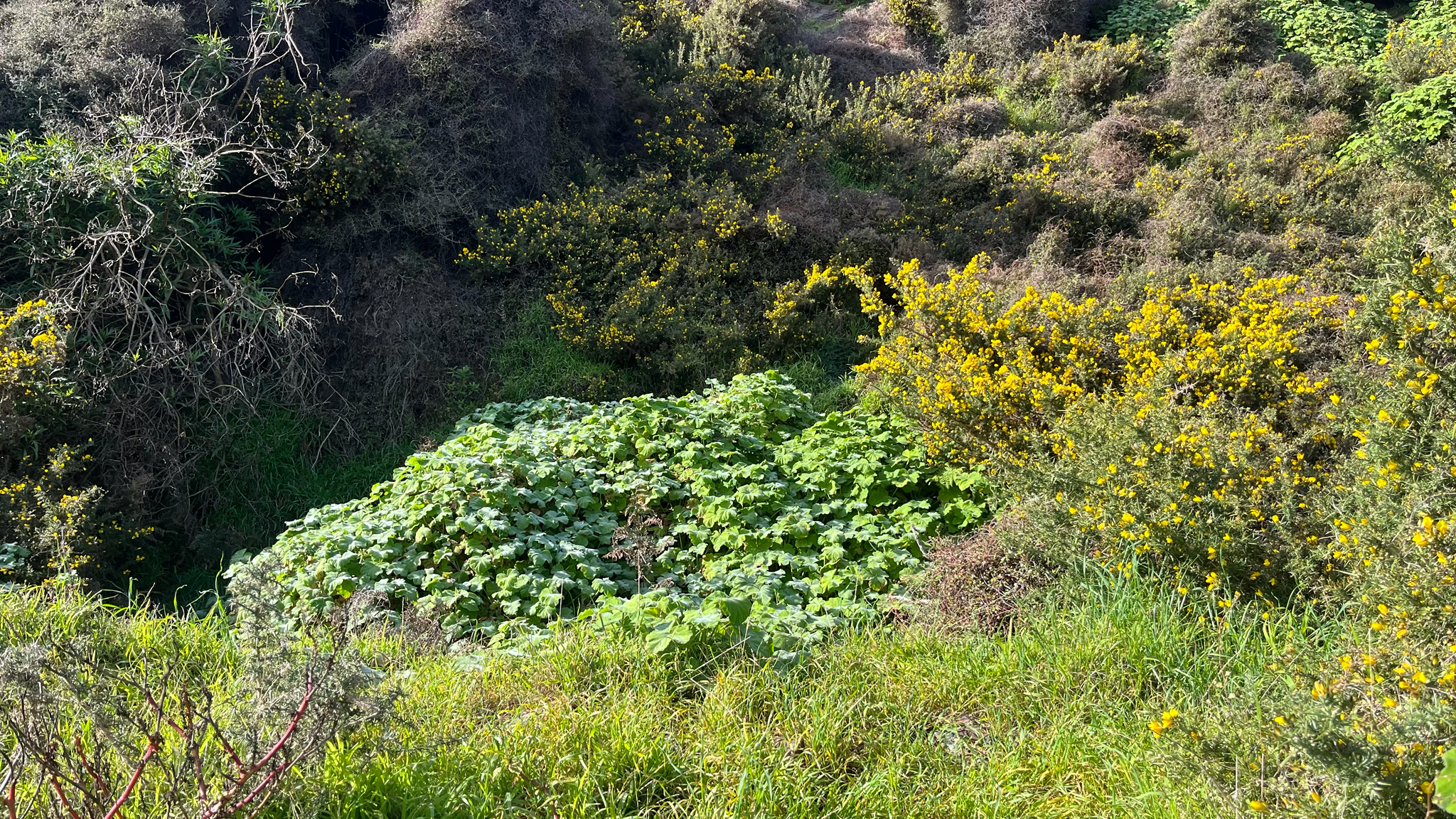 Pelargonium tomentosum — reference photo