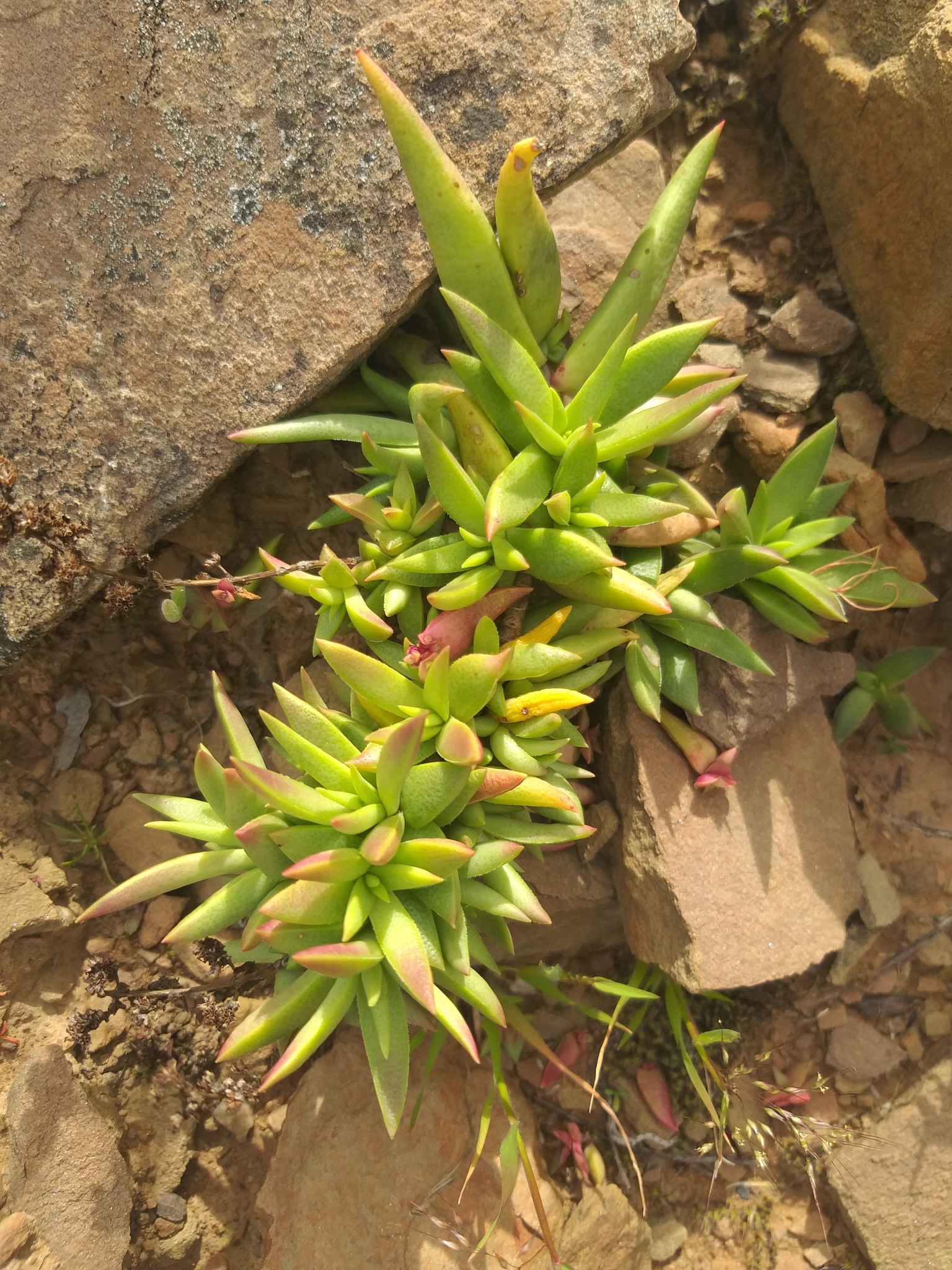 Crassula capitella — reference photo