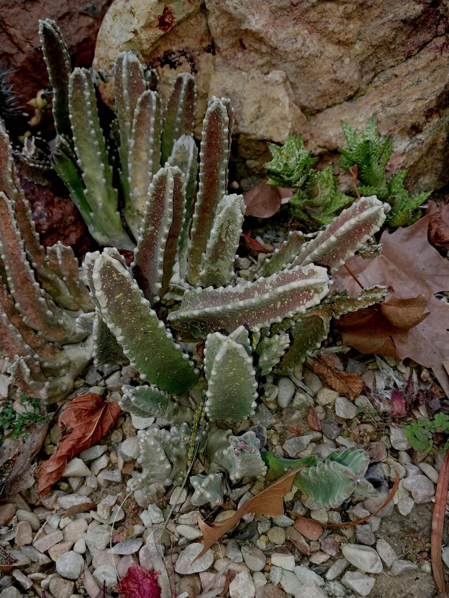 Stapelia grandiflora — reference photo
