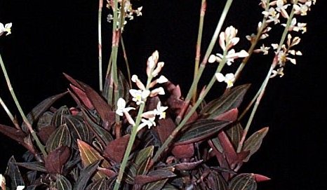 Ludisia discolor — reference photo
