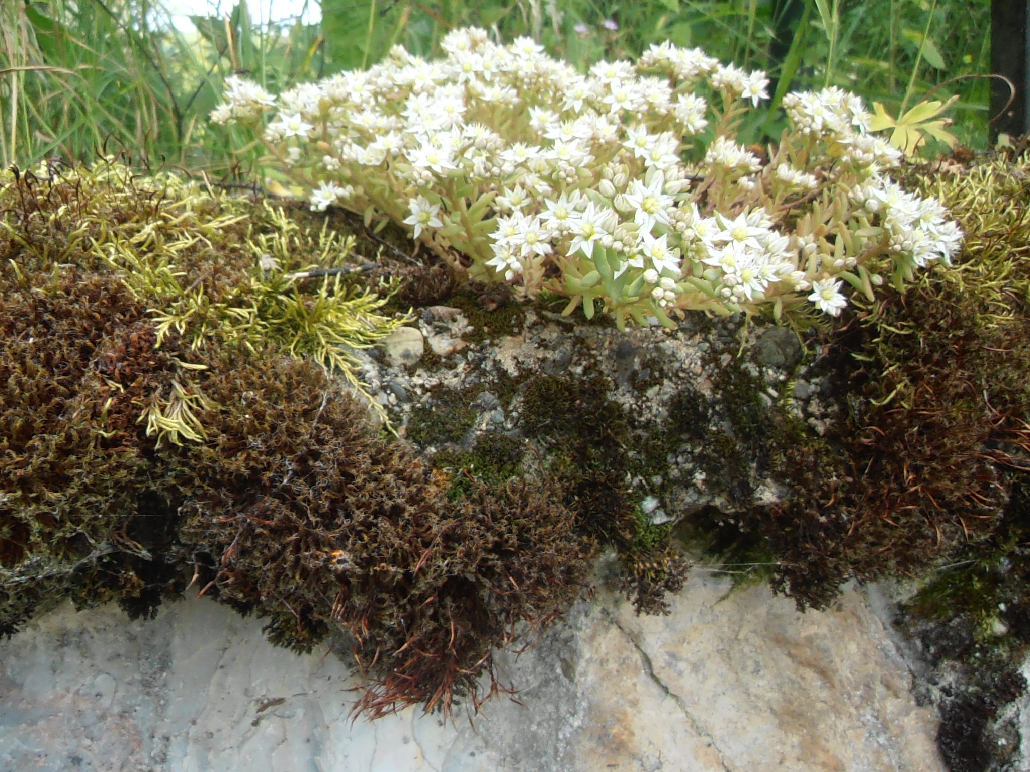 Sedum pallidum — reference photo