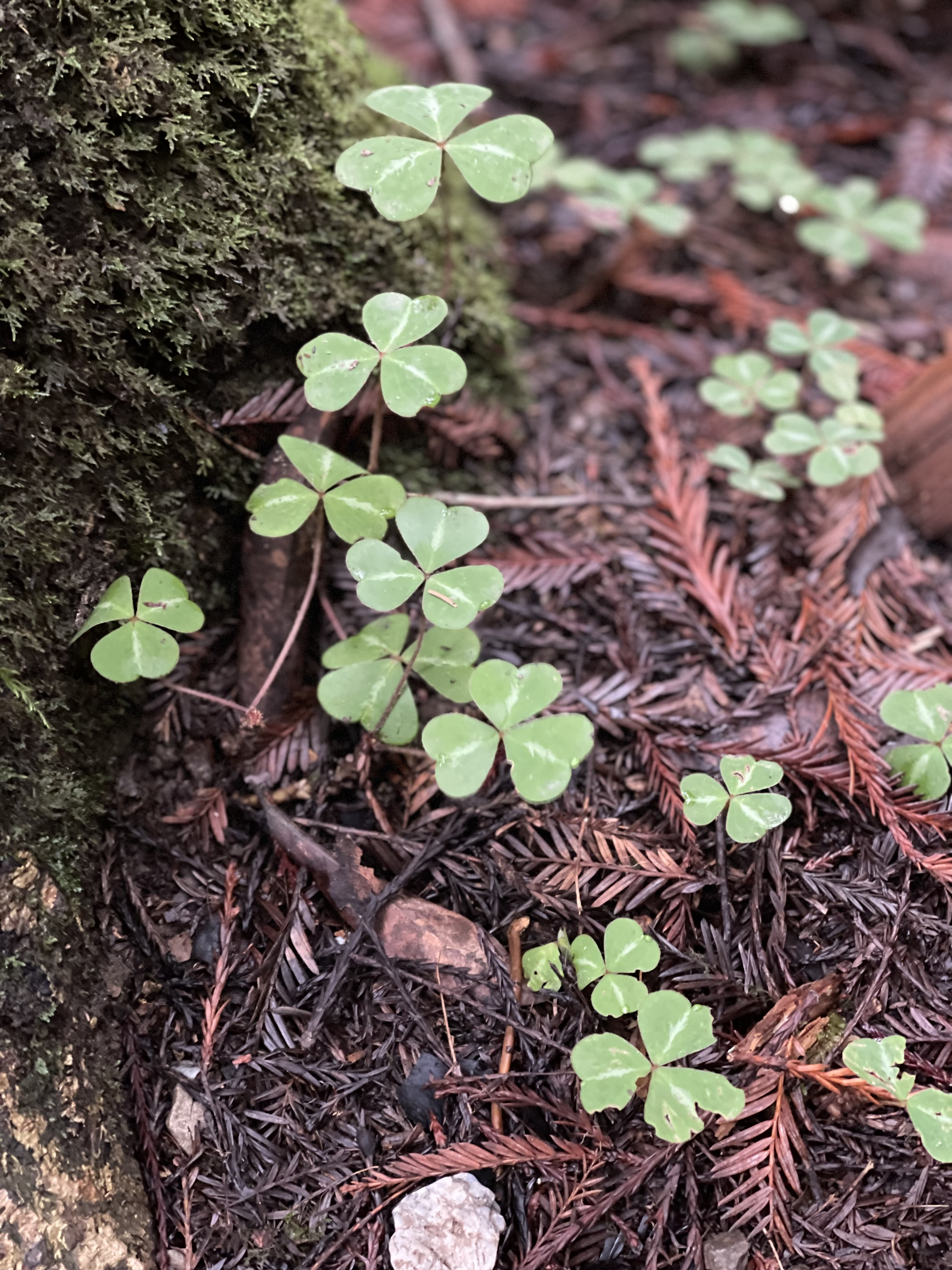 Oxalis oregana — reference photo