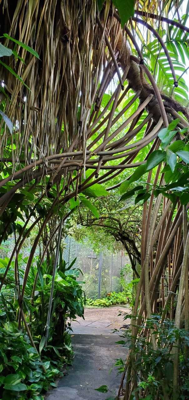 Pandanus tectorius — reference photo
