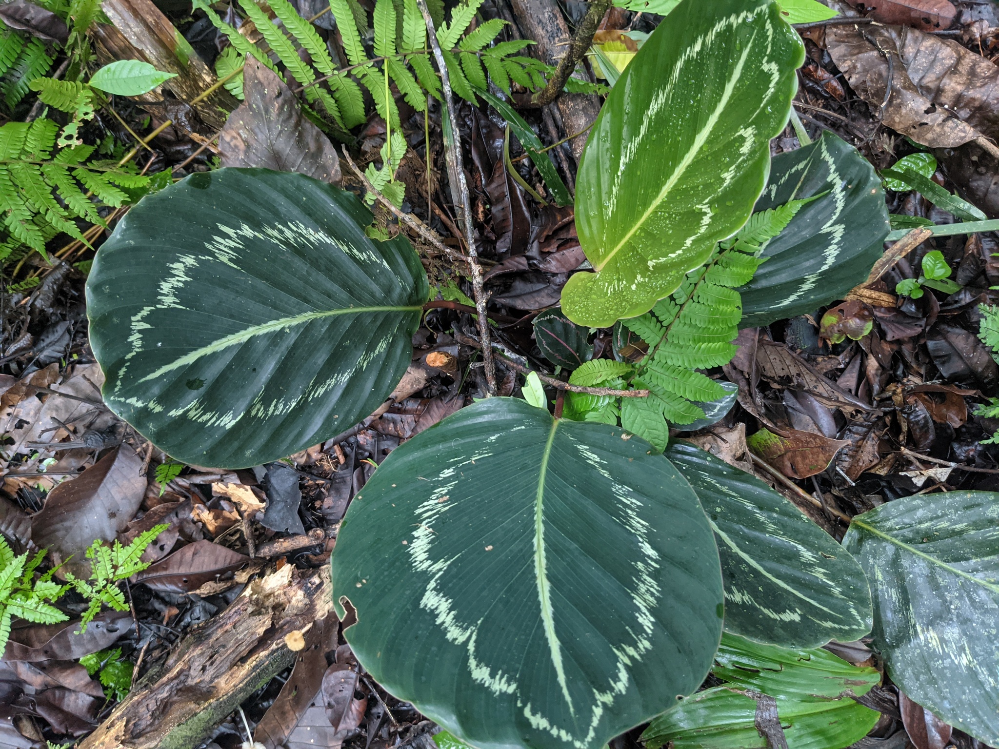 Goeppertia roseopicta — reference photo