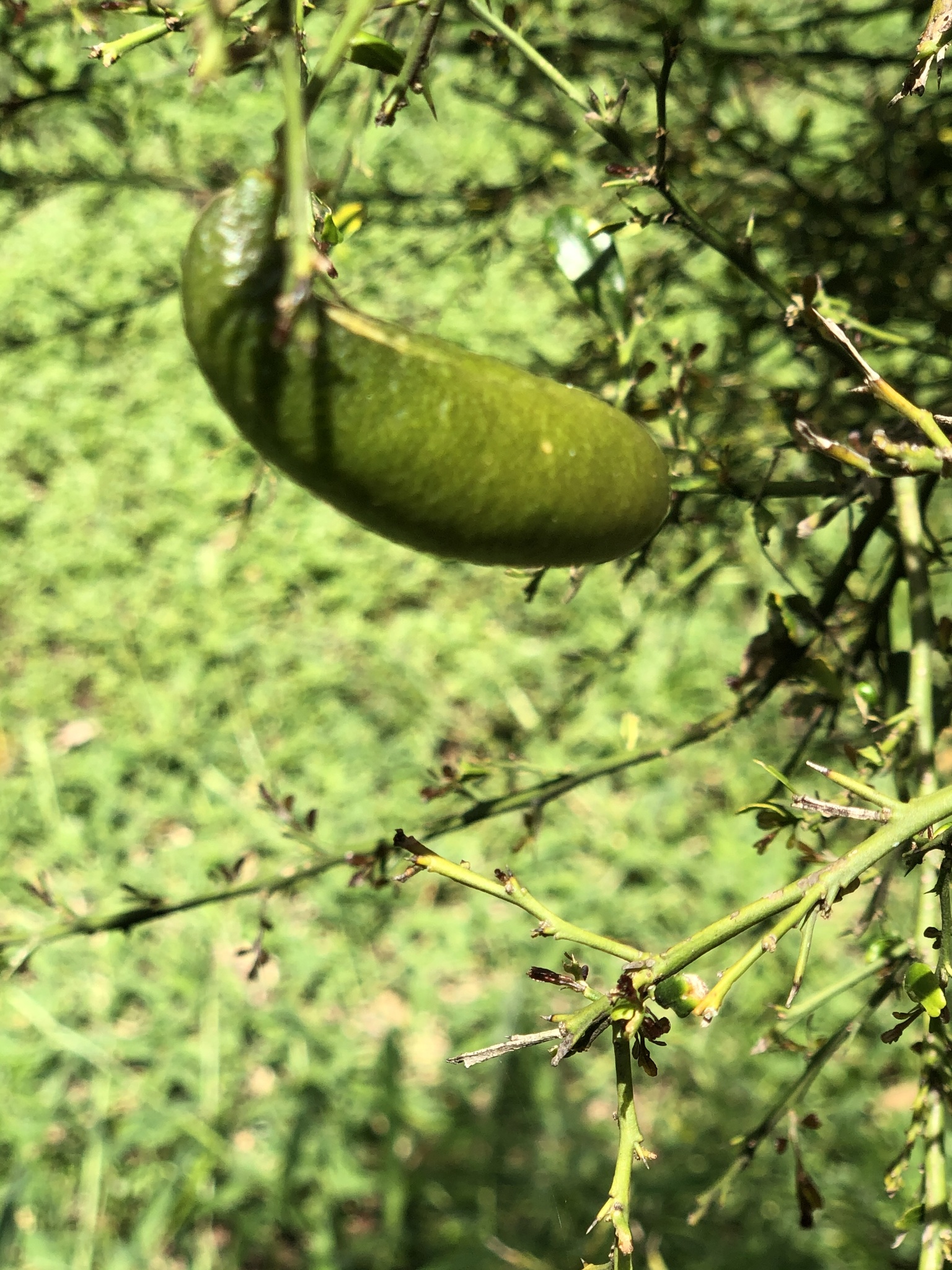 Citrus australasica — reference photo