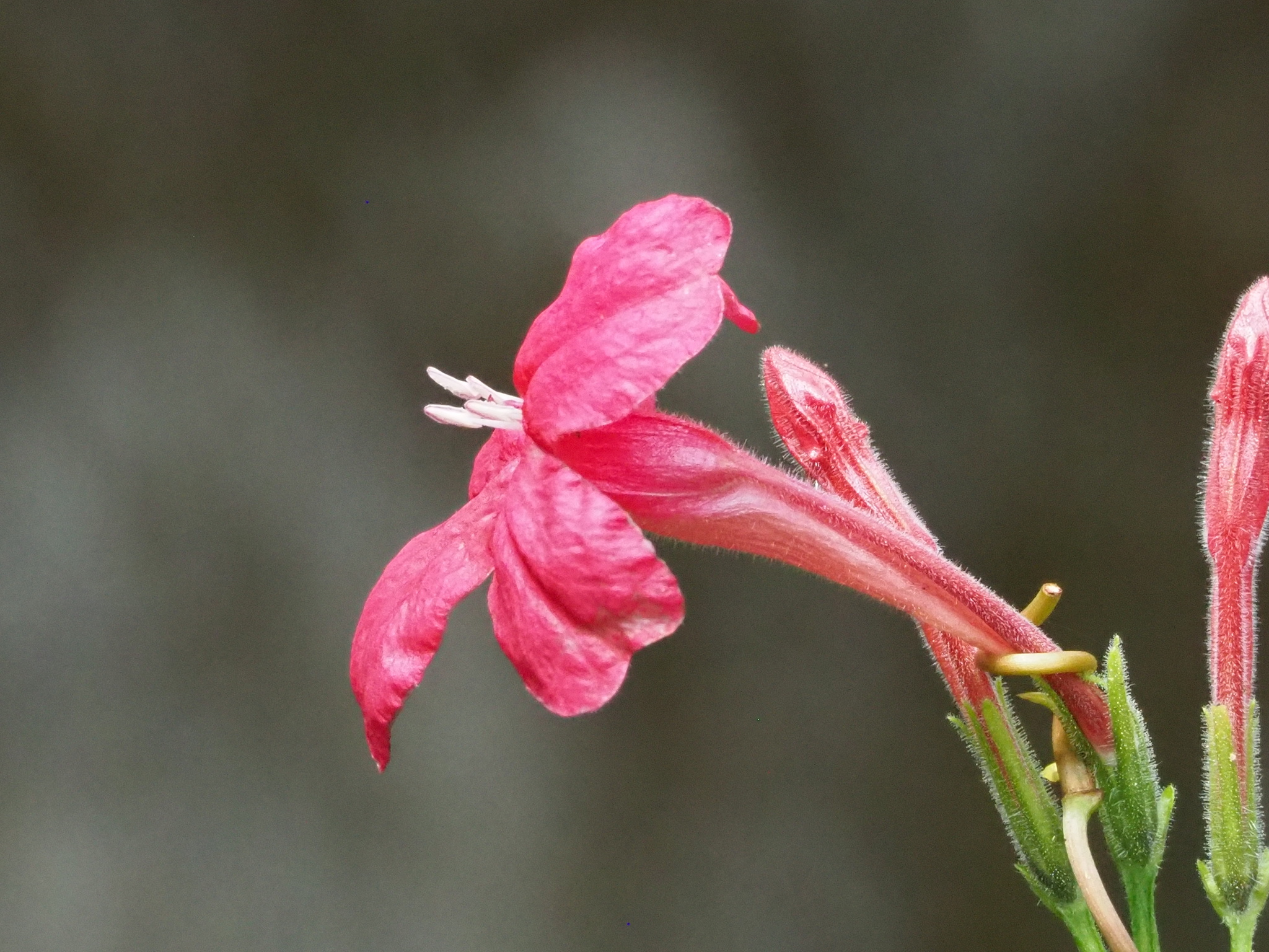 Ruellia elegans — reference photo