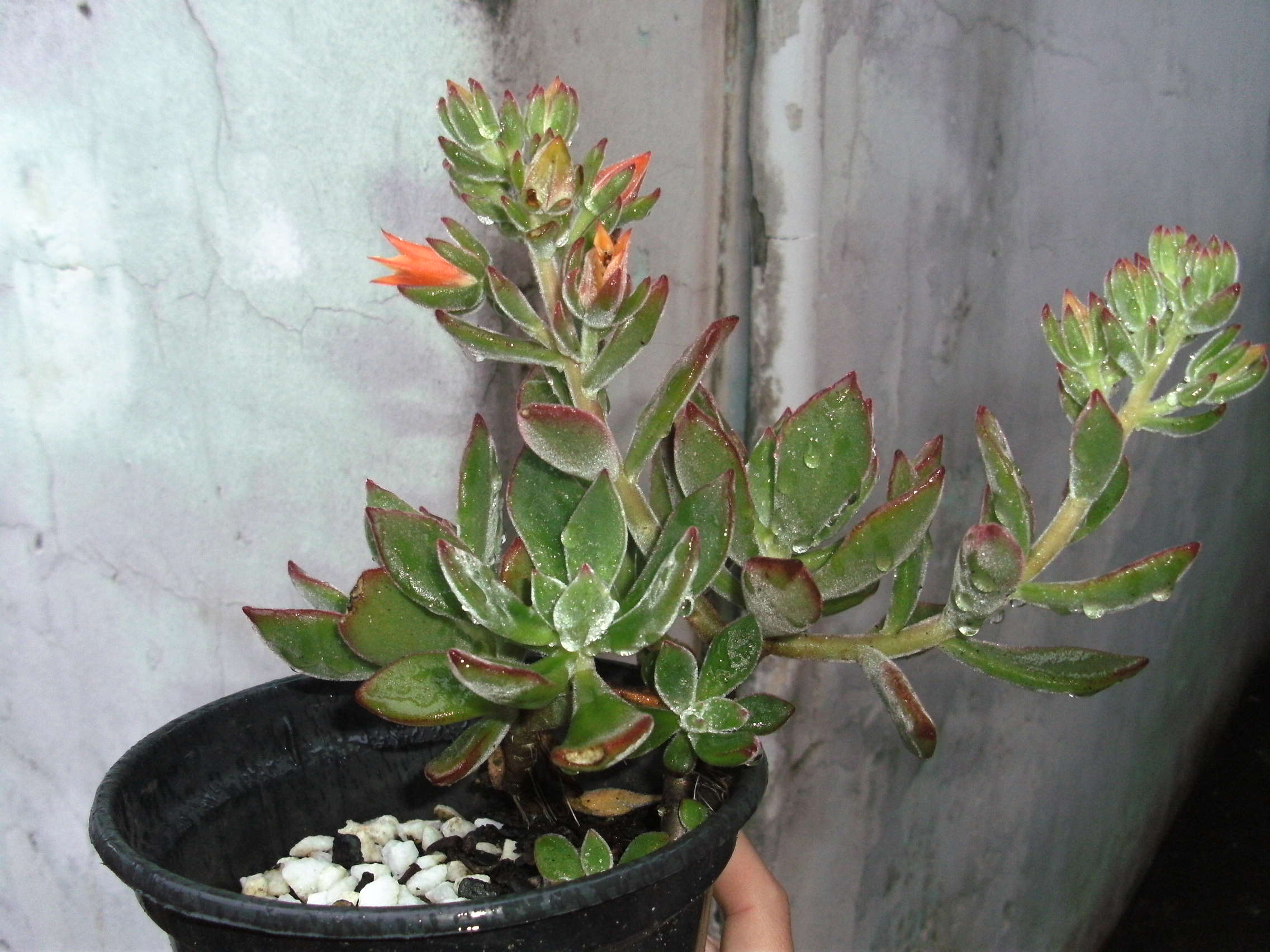 Echeveria pulvinata — reference photo