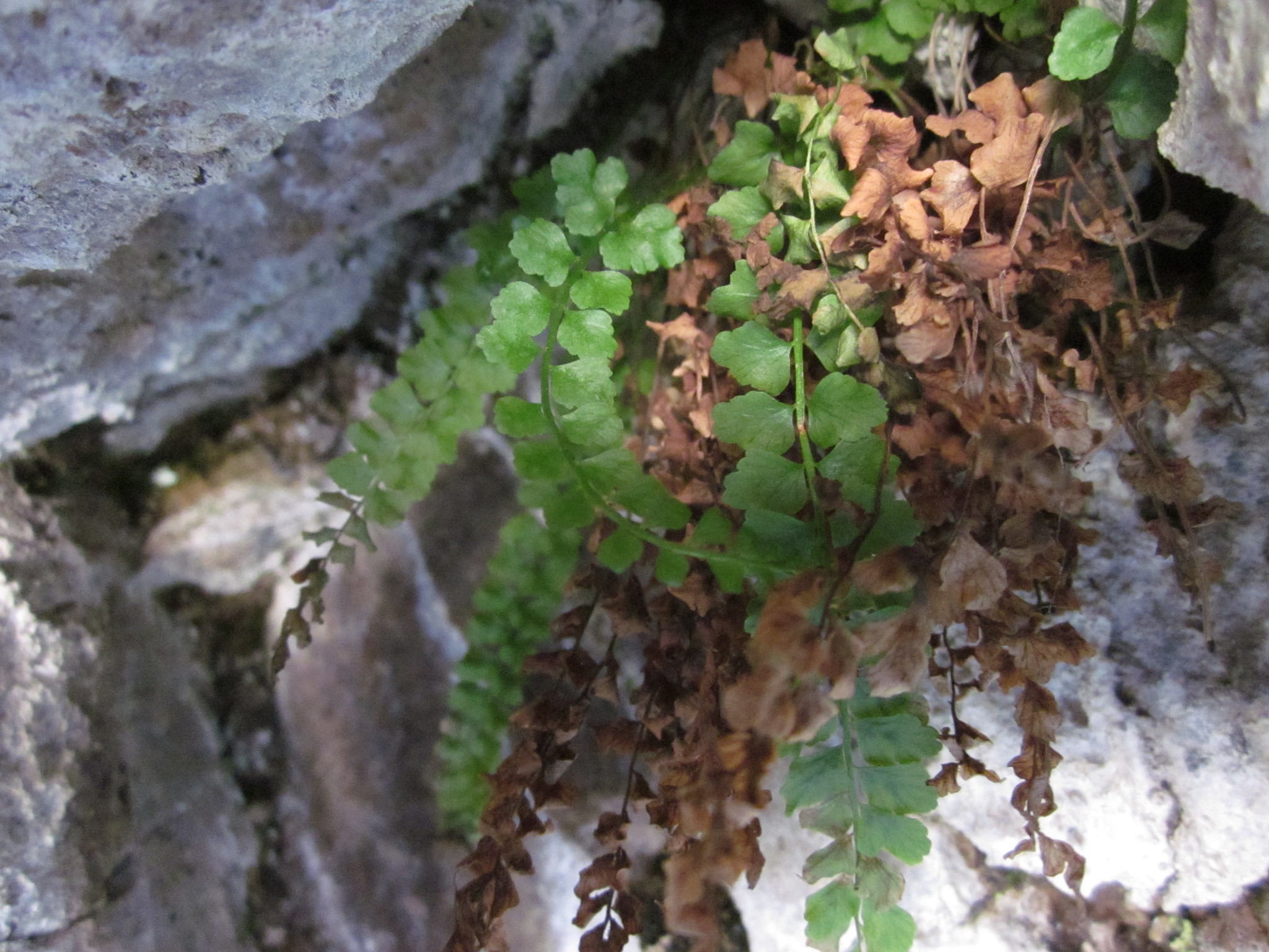 Asplenium trichomanes — reference photo