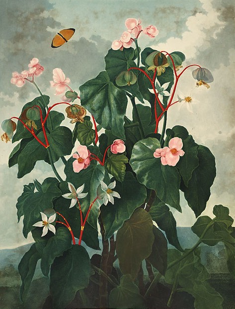 Begonia obliqua — reference photo